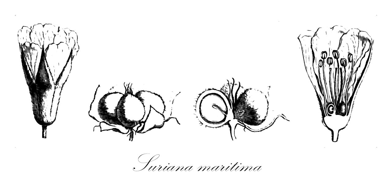 Suriana maritima - Surianaceae,Plantae,Pteridobiotina,Angiosperms,Fabales,Surianaceae,Suriana,Suriana maritima,Bouzetia maritima