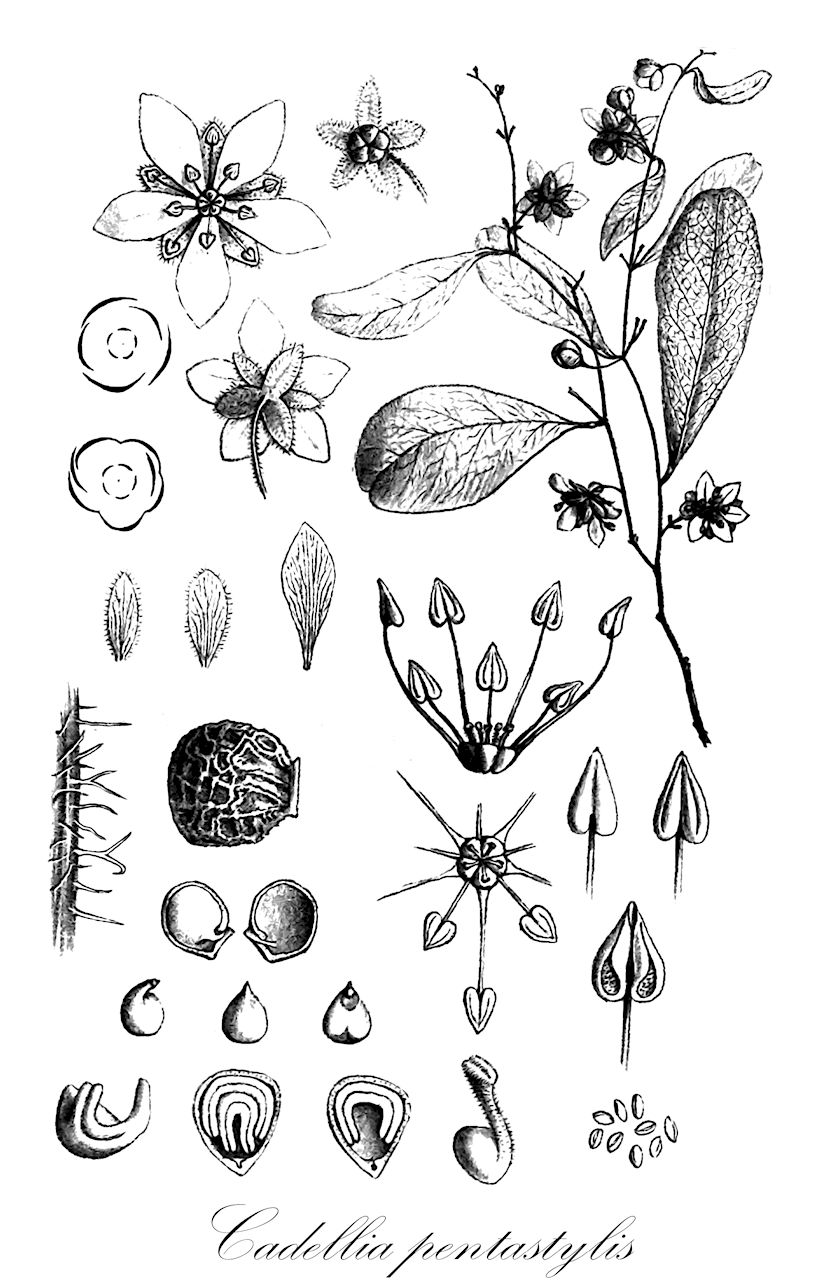 Cadellia pentastylis - Surianaceae,Plantae,Pteridobiotina,Angiosperms,Fabales,Surianaceae,Cadellia,Cadellia pentastylis
