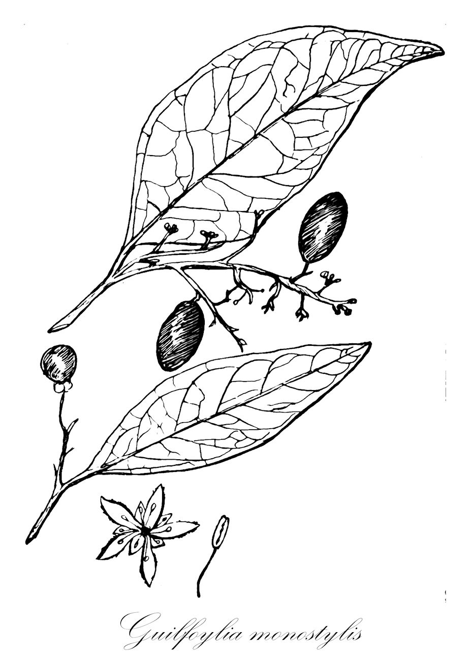 Guilfoylia monostylis - Surianaceae,Plantae,Pteridobiotina,Angiosperms,Fabales,Surianaceae,Guilfoylia,Guilfoylia monostylis,Cadellia monostylis, Cadellia monostylis var. minor