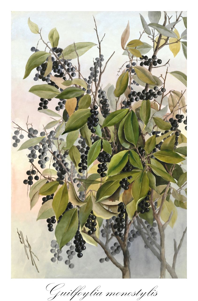 Guilfoylia monostylis - Surianaceae,Plantae,Pteridobiotina,Angiosperms,Fabales,Surianaceae,Guilfoylia,Guilfoylia monostylis,Cadellia monostylis, Cadellia monostylis var. minor