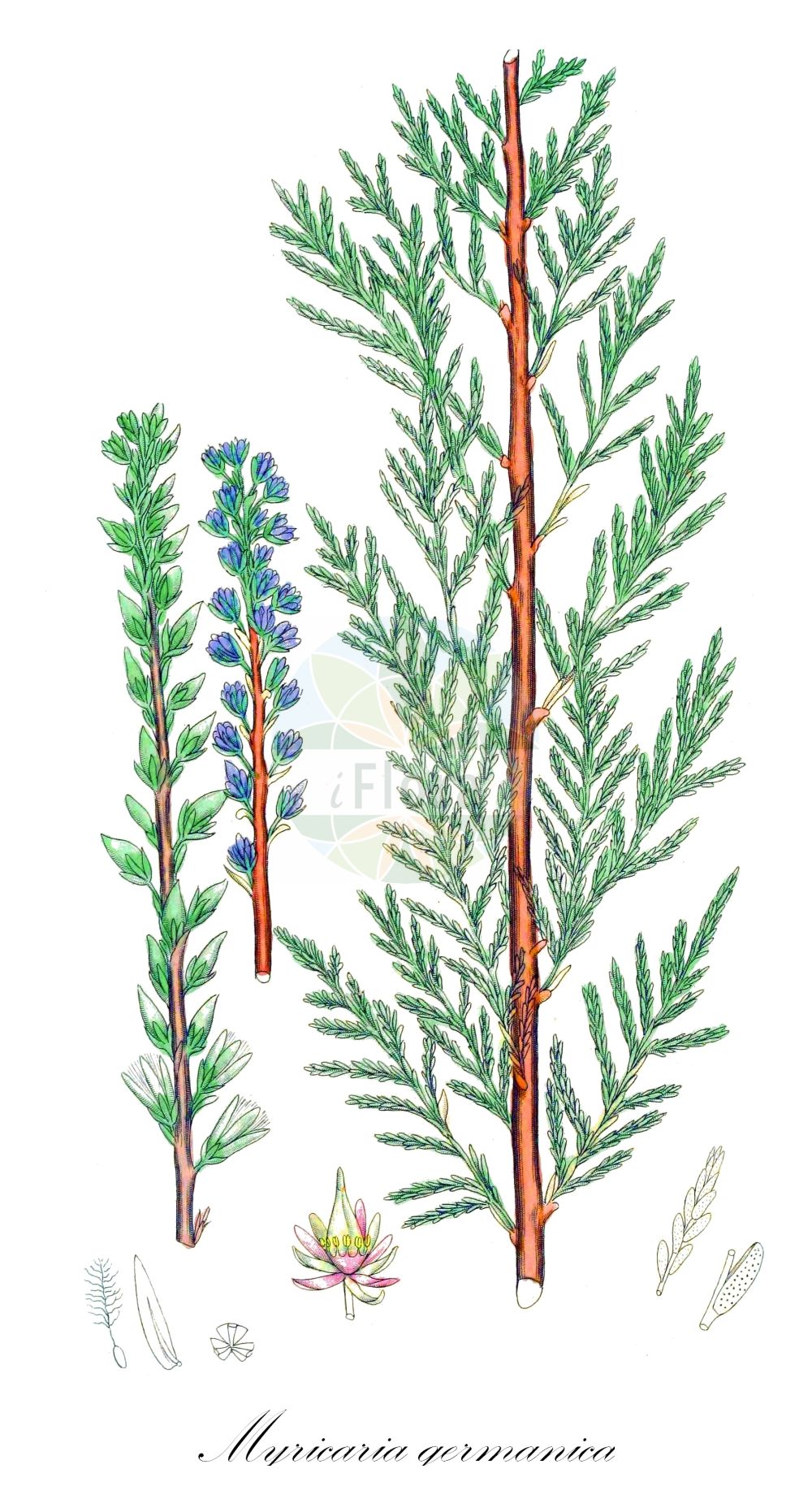 Myricaria germanica - Tamaricaceae,Plantae,Pteridobiotina,Angiosperms,Caryophyllales,Tamaricaceae,Myricaria,Myricaria germanica,Myrica pannonica, Myricaria alopecuroides, Myricaria armena, Myricaria bracteata, Myricaria germanica subsp. alopecuroides, Myricaria germanica var. alopecuroides, Myricaria germanica var. bracteata, Myricaria germanica var. squamosa, Myricaria hoffmeisteri, Myricaria squamosa, Tamariscus germanicus, Tamarix germanica,Rispelstrauch;Deutsche Tamariske;Deutscher Rispelstrauch;german tamarisk;Tamarin des Alpes;myricaire d'Allemagne;tamaris d'Allemagne;petit tamaris;miricaria;tamarisco;Tamerici alpino;myricaria;tamarice minore;tamerici minore;мирикария лисохвостниковая;мирикария германская;мирикария чешуйчатая;harbakotu;mirikare;miricària;kebrač;klådris;piskeris;Tysk piskeris;września pobrzeżna;nemški strojevec;német csermelyciprus;židoviník německý;myrikovka nemecká;мірикарія китниковидна;мірикарія німецька;мірикарія луската;klåved;pensaskanerva;мирикарија;kuān bāo shuǐ bǎi zhī;jù lín shuǐ bǎi zhī;宽苞水柏枝;具鳞水柏枝