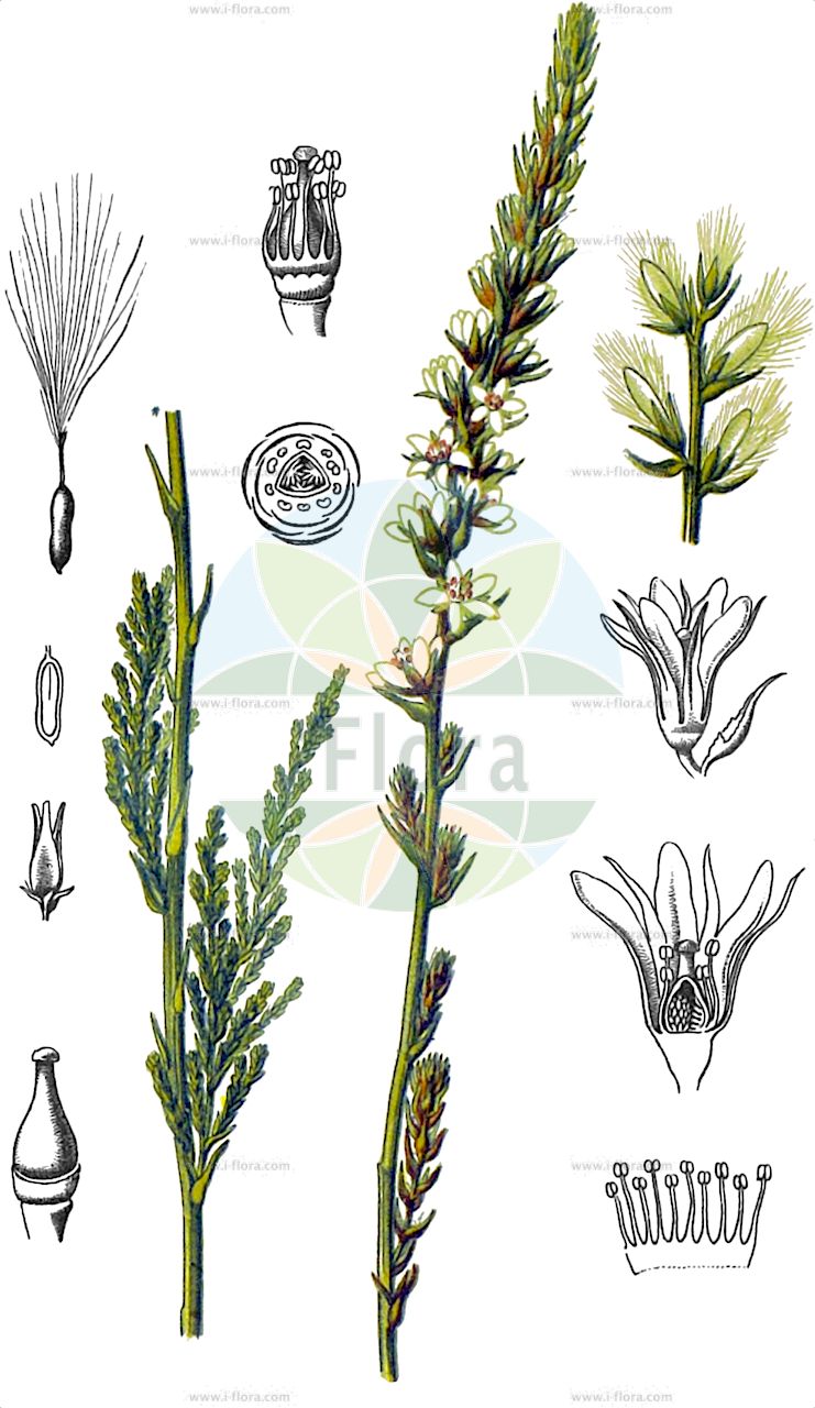 Myricaria germanica - Tamaricaceae,Plantae,Pteridobiotina,Angiosperms,Caryophyllales,Tamaricaceae,Myricaria,Myricaria germanica,Myrica pannonica, Myricaria alopecuroides, Myricaria armena, Myricaria bracteata, Myricaria germanica subsp. alopecuroides, Myricaria germanica var. alopecuroides, Myricaria germanica var. bracteata, Myricaria germanica var. squamosa, Myricaria hoffmeisteri, Myricaria squamosa, Tamariscus germanicus, Tamarix germanica,Rispelstrauch;Deutsche Tamariske;Deutscher Rispelstrauch;german tamarisk;Tamarin des Alpes;myricaire d'Allemagne;tamaris d'Allemagne;petit tamaris;miricaria;tamarisco;Tamerici alpino;myricaria;tamarice minore;tamerici minore;мирикария лисохвостниковая;мирикария германская;мирикария чешуйчатая;harbakotu;mirikare;miricària;kebrač;klådris;piskeris;Tysk piskeris;września pobrzeżna;nemški strojevec;német csermelyciprus;židoviník německý;myrikovka nemecká;мірикарія китниковидна;мірикарія німецька;мірикарія луската;klåved;pensaskanerva;мирикарија;kuān bāo shuǐ bǎi zhī;jù lín shuǐ bǎi zhī;宽苞水柏枝;具鳞水柏枝