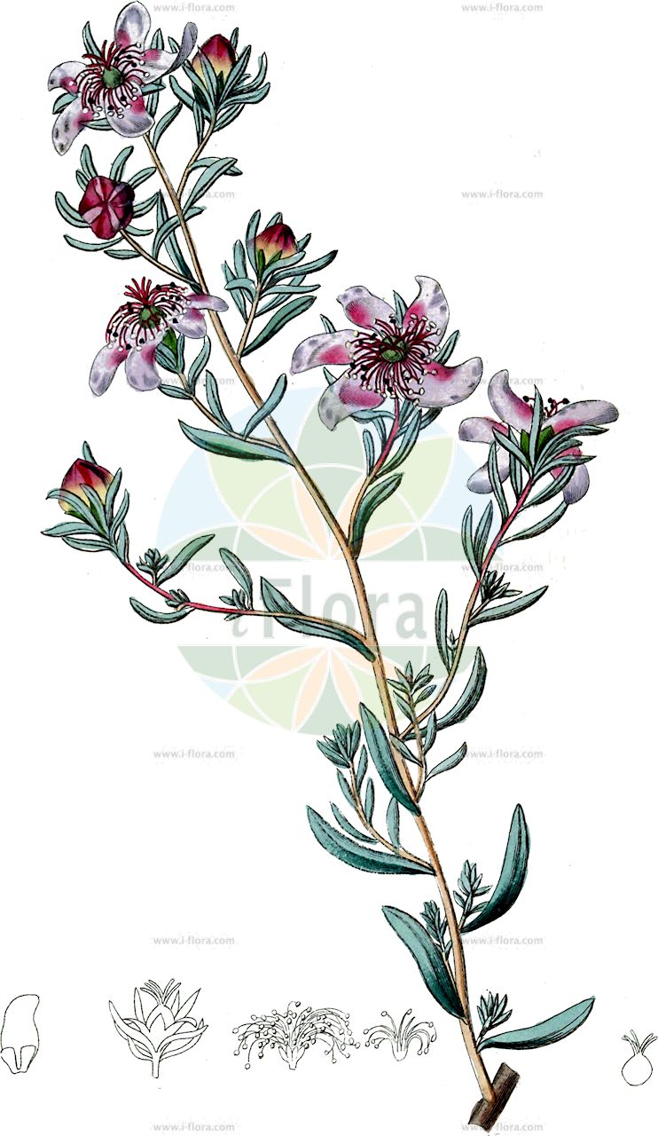 Reaumuria alternifolia - Tamaricaceae,Plantae,Pteridobiotina,Angiosperms,Caryophyllales,Tamaricaceae,Reaumuria,Reaumuria alternifolia,Hypericum alternifolium, Reaumuria cistoides, Reaumuria hypericoides, Reaumuria kuznetzovii, Reaumuria reflexa, Reaumuria sogdiana, Reaumuria turkestanica,реамюрия очереднолистная;kördiken