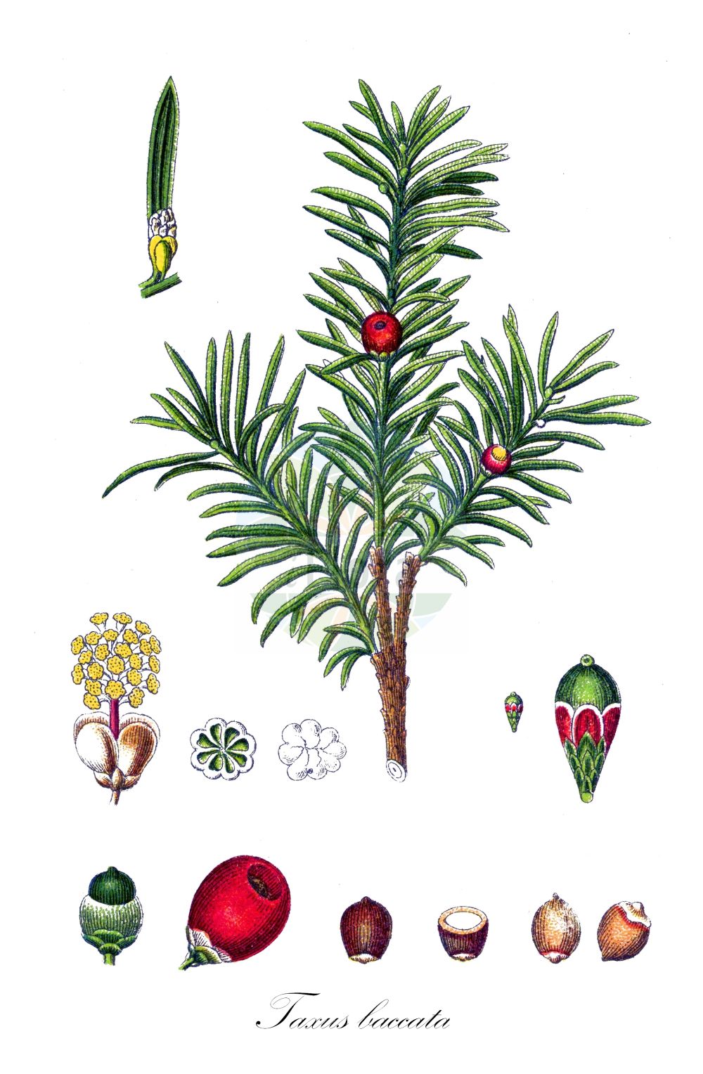 Taxus baccata - Taxaceae,Plantae,Pteridobiotina,Pinophyta,Pinopsida,Cupressidae,Cupressales,Taxaceae,Taxus,Taxus baccata,Cephalotaxus adpressa, Cephalotaxus brevifolia, Cephalotaxus tardiva, Taxus adpressa, Taxus aurea, Taxus baccata f. aurea, Taxus baccata f. dovastoniana, Taxus baccata f. elegantissima, Taxus baccata f. erecta, Taxus baccata f. ericoides, Taxus baccata f. expansa, Taxus baccata f. glauca, Taxus baccata f. linearis, Taxus baccata f. lutea, Taxus baccata f. pendula, Taxus baccata f. pendula-graciosa, Taxus baccata f. pyramidalis, Taxus baccata f. repandens, Taxus baccata f. semperaurea, Taxus baccata f. stricta, Taxus baccata f. variegata, Taxus baccata f. xanthocarpa, Taxus baccata var. adpressa-aurea, Taxus baccata var. cavendishii, Taxus baccata var. dovastoniana, Taxus baccata var. dovastonii-aurea, Taxus baccata var. dovastonii-aureovariegata, Taxus baccata var. dovastonii-variegata, Taxus baccata var. elegantissima, Taxus baccata var. erecta, Taxus baccata var. glauca, Taxus baccata var. lutea, Taxus baccata var. macrocarpa, Taxus baccata var. pendula-overeynderi, Taxus baccata var. prostrata, Taxus baccata var. pyramidalis, Taxus baccata var. variegata, Taxus baccifera, Taxus columnaris, Taxus communis, Taxus communis var. pyramidalis, Taxus disticha, Taxus dovastonii, Taxus elegantissima, Taxus elvastonensis, Taxus empetrifolia, Taxus erecta, Taxus ericoides, Taxus expansa, Taxus fastigiata, Taxus foxii, Taxus hibernica, Taxus horizontalis, Taxus imperialis, Taxus jacksonii, Taxus lugubris, Taxus marginata, Taxus michelii, Taxus microphylla, Taxus mitchellii, Taxus monstrosa, Taxus nana, Taxus parvifolia, Taxus pectinata, Taxus pendula, Taxus pyramidalis, Taxus pyramidalis, Taxus recurvata, Taxus sparsifolia, Taxus tardiva, Taxus variegata, Taxus virgata, Verataxus adpressa,Gewöhnliche Eibe;Europäische Eibe;Eibe;Echte Eibe;yew;european yew;common yew;english yew;If;if commun;if d'Europe;if à baies;ifreteau;tejo común;taxo;tejo;tejón;Tasso comune;albero della morte;libo;tasso;gewoone taxus;gewone taxus;taxus;teixo;тис ягодный;негной-дерево;негной дерево;тис европейский;yaygın porsuk;tis;teix;teixero;obična tisa;šumska tisa;tisa;idegran;taks;cis pospolity;tisa;tiszafa;tis červený;tisa;tis obyčajný;tTis obyčajný;тис ягідний;обикновен тис;harilik jugapuu;parastā īve;barlind;euroopanmarjakuusi;marjakuusi;европска тиса;тиса;europinis kukmedis;dakhs;ίταμος;hagina