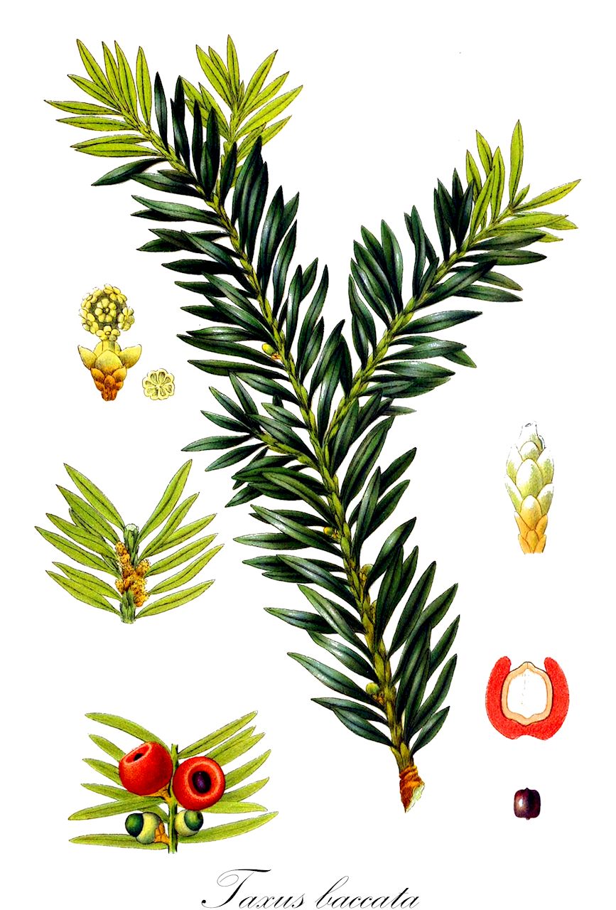 Taxus baccata - Taxaceae,Plantae,Pteridobiotina,Pinophyta,Pinopsida,Cupressidae,Cupressales,Taxaceae,Taxus,Taxus baccata,Cephalotaxus adpressa, Cephalotaxus brevifolia, Cephalotaxus tardiva, Taxus adpressa, Taxus aurea, Taxus baccata f. aurea, Taxus baccata f. dovastoniana, Taxus baccata f. elegantissima, Taxus baccata f. erecta, Taxus baccata f. ericoides, Taxus baccata f. expansa, Taxus baccata f. glauca, Taxus baccata f. linearis, Taxus baccata f. lutea, Taxus baccata f. pendula, Taxus baccata f. pendula-graciosa, Taxus baccata f. pyramidalis, Taxus baccata f. repandens, Taxus baccata f. semperaurea, Taxus baccata f. stricta, Taxus baccata f. variegata, Taxus baccata f. xanthocarpa, Taxus baccata var. adpressa-aurea, Taxus baccata var. cavendishii, Taxus baccata var. dovastoniana, Taxus baccata var. dovastonii-aurea, Taxus baccata var. dovastonii-aureovariegata, Taxus baccata var. dovastonii-variegata, Taxus baccata var. elegantissima, Taxus baccata var. erecta, Taxus baccata var. glauca, Taxus baccata var. lutea, Taxus baccata var. macrocarpa, Taxus baccata var. pendula-overeynderi, Taxus baccata var. prostrata, Taxus baccata var. pyramidalis, Taxus baccata var. variegata, Taxus baccifera, Taxus columnaris, Taxus communis, Taxus communis var. pyramidalis, Taxus disticha, Taxus dovastonii, Taxus elegantissima, Taxus elvastonensis, Taxus empetrifolia, Taxus erecta, Taxus ericoides, Taxus expansa, Taxus fastigiata, Taxus foxii, Taxus hibernica, Taxus horizontalis, Taxus imperialis, Taxus jacksonii, Taxus lugubris, Taxus marginata, Taxus michelii, Taxus microphylla, Taxus mitchellii, Taxus monstrosa, Taxus nana, Taxus parvifolia, Taxus pectinata, Taxus pendula, Taxus pyramidalis, Taxus pyramidalis, Taxus recurvata, Taxus sparsifolia, Taxus tardiva, Taxus variegata, Taxus virgata, Verataxus adpressa,Gewöhnliche Eibe;Europäische Eibe;Eibe;Echte Eibe;yew;european yew;common yew;english yew;If;if commun;if d'Europe;if à baies;ifreteau;tejo común;taxo;tejo;tejón;Tasso comune;albero della morte;libo;tasso;gewoone taxus;gewone taxus;taxus;teixo;тис ягодный;негной-дерево;негной дерево;тис европейский;yaygın porsuk;tis;teix;teixero;obična tisa;šumska tisa;tisa;idegran;taks;cis pospolity;tisa;tiszafa;tis červený;tisa;tis obyčajný;tTis obyčajný;тис ягідний;обикновен тис;harilik jugapuu;parastā īve;barlind;euroopanmarjakuusi;marjakuusi;европска тиса;тиса;europinis kukmedis;dakhs;ίταμος;hagina