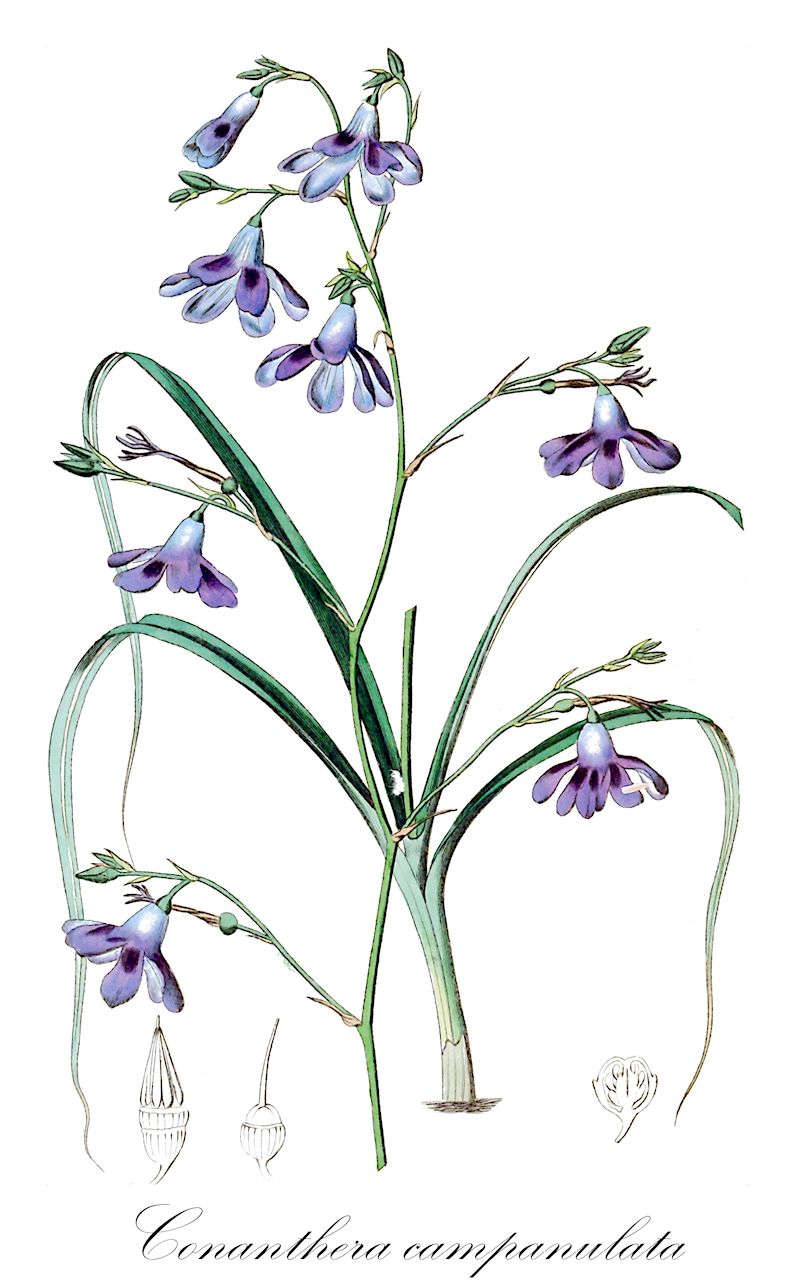 Conanthera campanulata - Tecophilaeaceae,Plantae,Pteridobiotina,Angiosperms,Asparagales,Tecophilaeaceae,Conanthera,Conanthera campanulata,Conanthera alba, Conanthera sabulosa, Conanthera simsii, Conanthera tenella, Conanthera variegata, Cummingia campanulata, Cummingia tenella