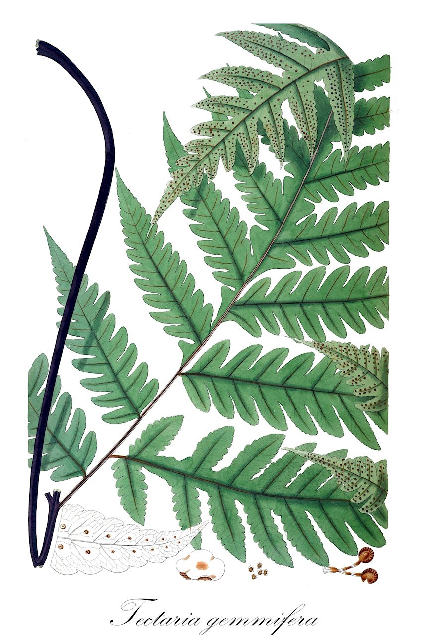 Tectaria gemmifera - Tectariaceae,Plantae,Pteridobiotina,Polypodiophyta,Polypodiopsida,Polypodiidae,Polypodiales,Tectariaceae,Tectaria,Tectaria gemmifera,Aspidium cicutarium, Aspidium gemmiferum, Sagenia gemmifera, Tectaria coadunata var. gemmifera