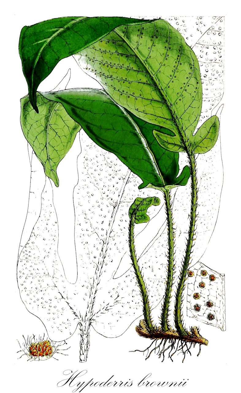 Hypoderris brownii - Tectariaceae,Plantae,Pteridobiotina,Polypodiophyta,Polypodiopsida,Polypodiidae,Polypodiales,Tectariaceae,Hypoderris,Hypoderris brownii,Woodsia brownii