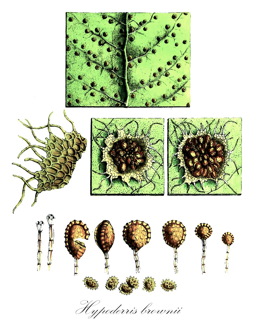Hypoderris brownii - Tectariaceae,Plantae,Pteridobiotina,Polypodiophyta,Polypodiopsida,Polypodiidae,Polypodiales,Tectariaceae,Hypoderris,Hypoderris brownii,Woodsia brownii