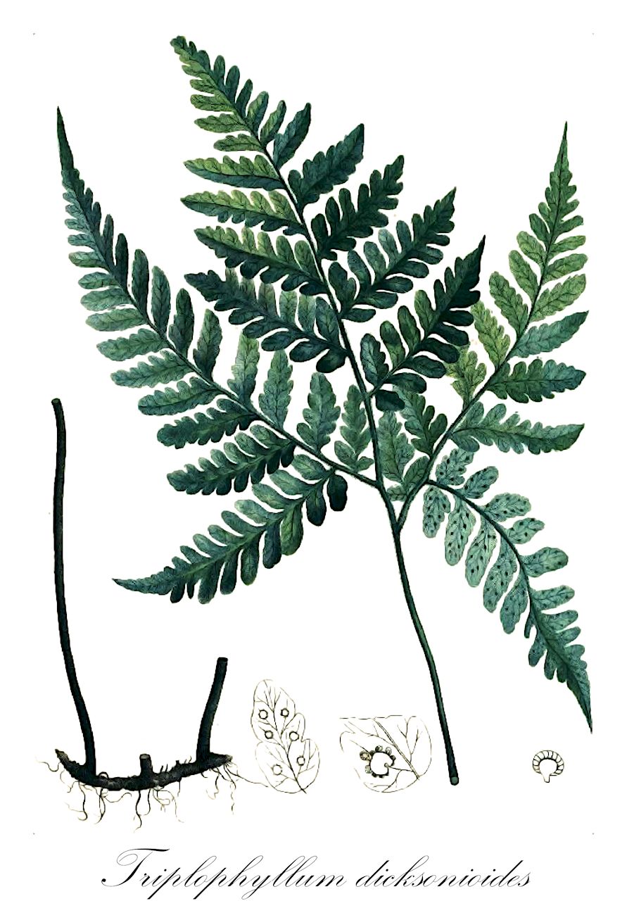 Triplophyllum dicksonioides - Tectariaceae,Plantae,Pteridobiotina,Polypodiophyta,Polypodiopsida,Polypodiidae,Polypodiales,Tectariaceae,Triplophyllum,Triplophyllum dicksonioides,Aspidium dicksonioides, Ctenitis protensa var. dicksonioides, Dryopteris protensa var. dicksonioides