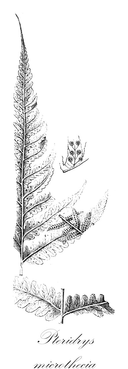 Pteridrys microthecia - Tectariaceae,Plantae,Pteridobiotina,Polypodiophyta,Polypodiopsida,Polypodiidae,Polypodiales,Tectariaceae,Pteridrys,Pteridrys microthecia,Aspidium microthecium, Dryopteris mettenianum, Dryopteris microthecia, Dryopteris subsagenioides, Dryopteris vangenderenstortii