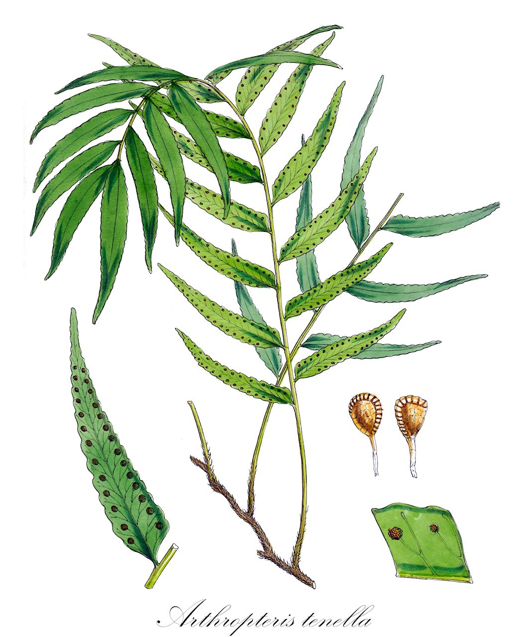 Arthropteris tenella - Tectariaceae,Plantae,Pteridobiotina,Polypodiophyta,Polypodiopsida,Polypodiidae,Polypodiales,Tectariaceae,Arthropteris,Arthropteris tenella,Polypodium filipes, Polypodium tenellum