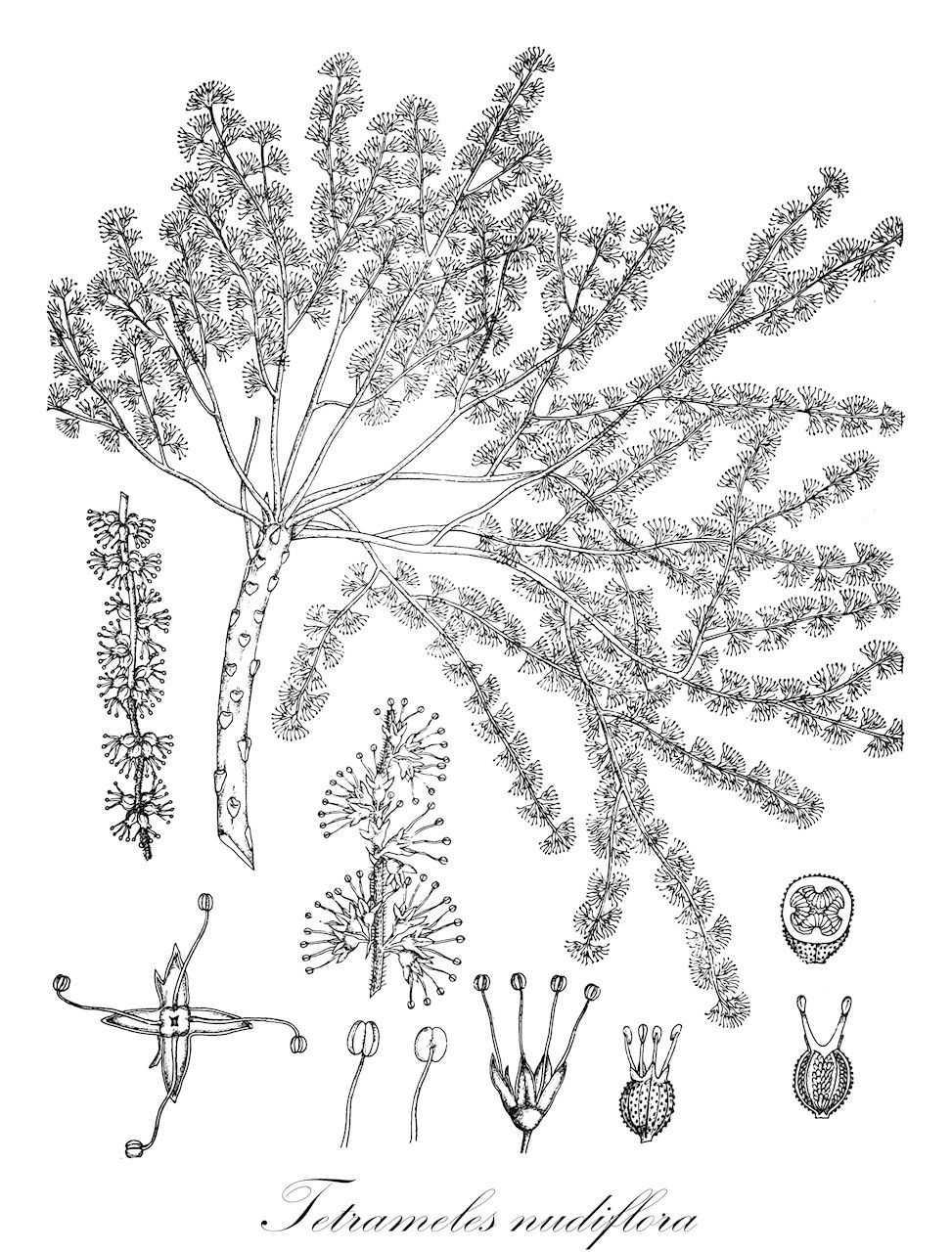Tetrameles nudiflora - Tetramelaceae,Plantae,Pteridobiotina,Angiosperms,Cucurbitales,Tetramelaceae,Tetrameles,Tetrameles nudiflora,Anictoclea grahamiana, Tetrameles grahamiana, Tetrameles grahamiana var. ceylanica, Tetrameles horsfieldii, Tetrameles rufinervis