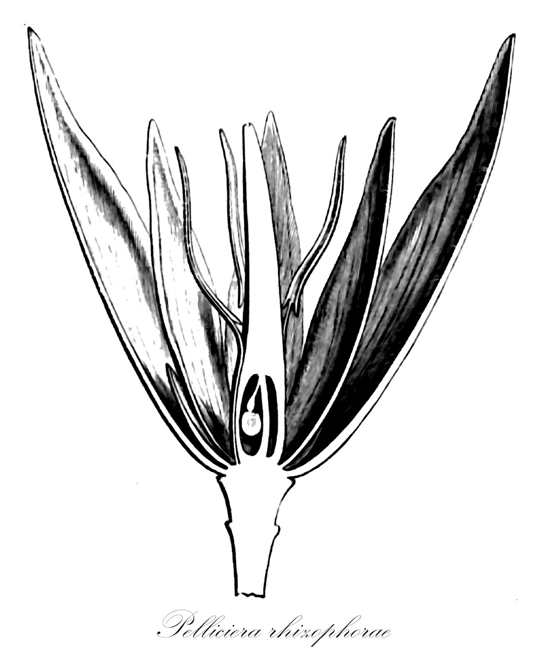 Pelliciera rhizophorae - Tetrameristaceae,Plantae,Pteridobiotina,Angiosperms,Ericales,Tetrameristaceae,Pelliciera,Pelliciera rhizophorae