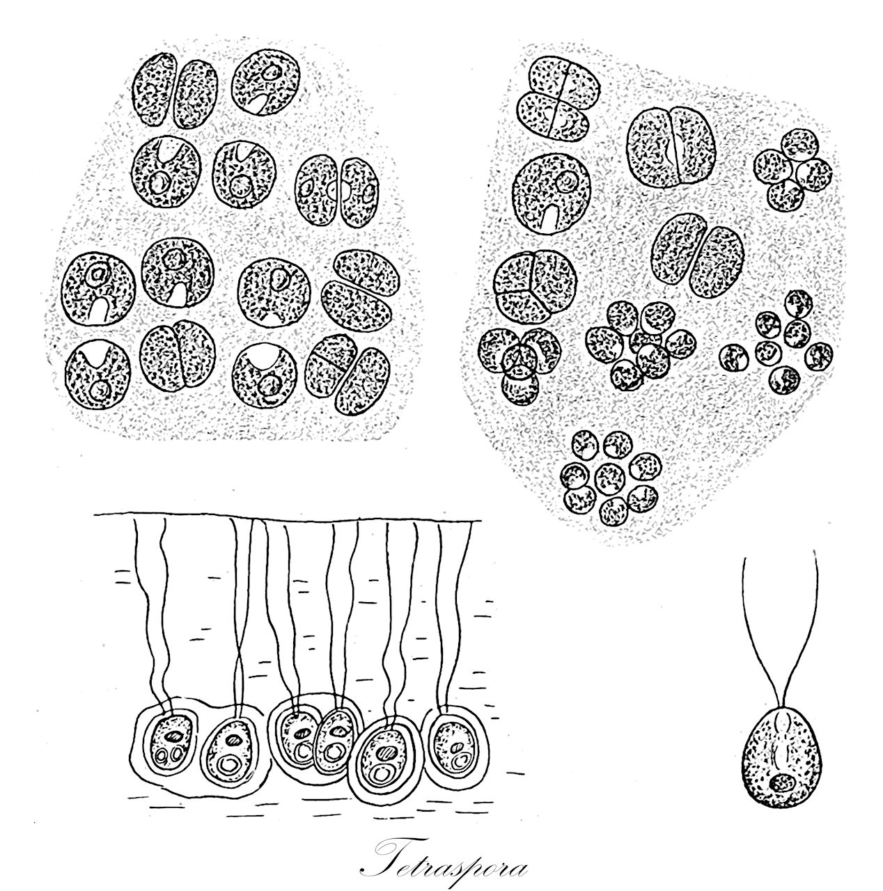 Tetraspora - Tetrasporaceae,Biota,Plantae,Chlorophyta,Chlorophytina,Chlorophyceae,Tetrasporales,Tetrasporaceae,Tetraspora