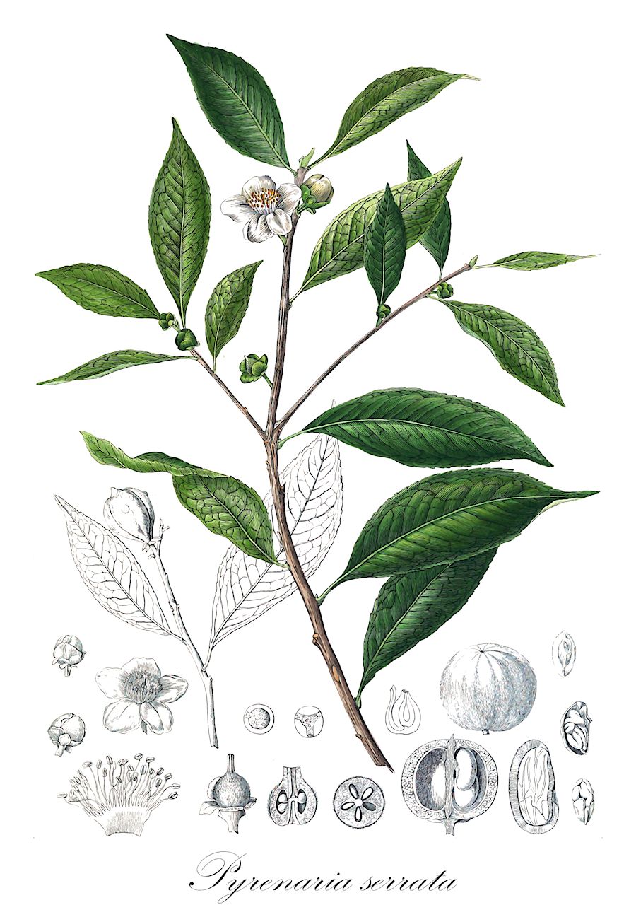 Pyrenaria serrata - Theaceae,Plantae,Pteridobiotina,Angiosperms,Ericales,Theaceae,Pyrenaria,Pyrenaria serrata