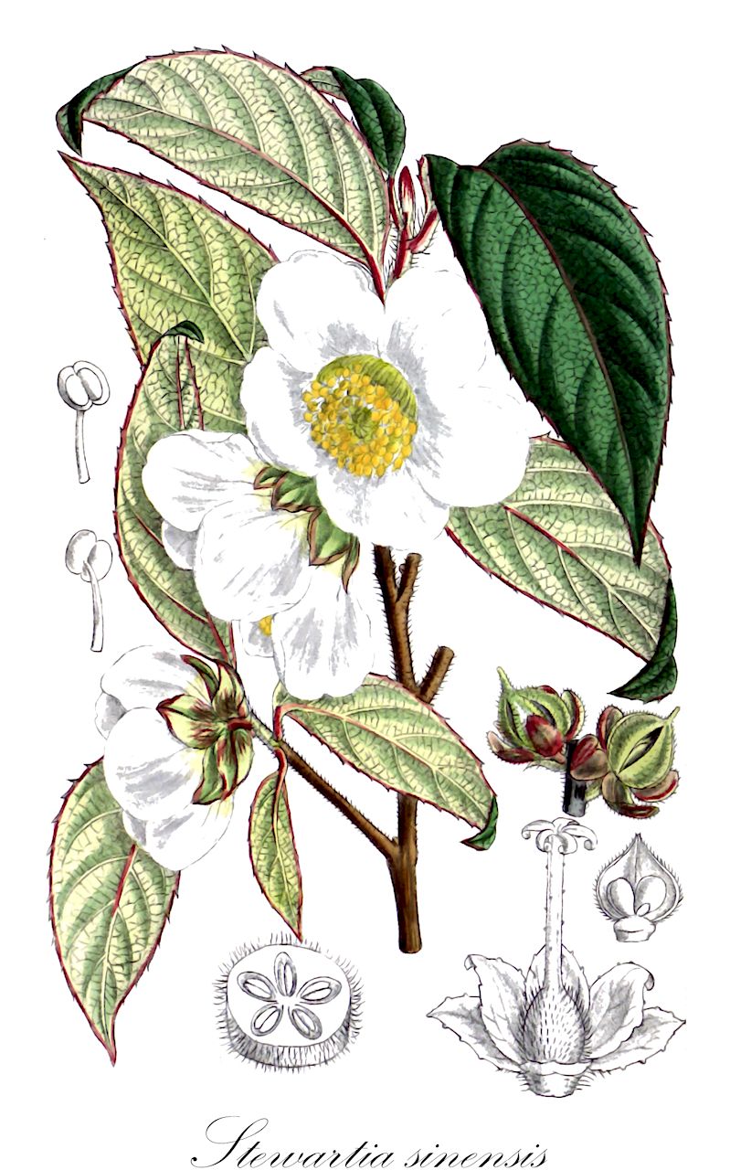 Stewartia sinensis - Theaceae,Plantae,Pteridobiotina,Angiosperms,Ericales,Theaceae,Stewartia,Stewartia sinensis,Chinesische Stewartie;Scheinkamelie