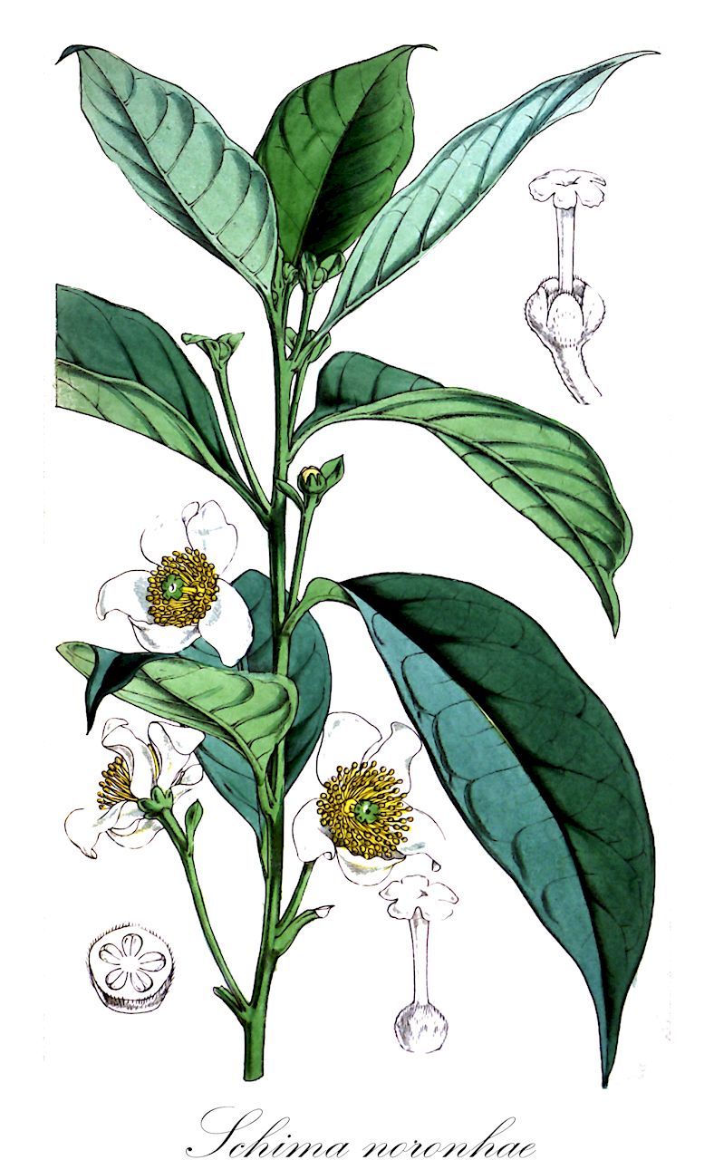 Schima noronhae - Theaceae,Plantae,Pteridobiotina,Angiosperms,Ericales,Theaceae,Schima,Schima noronhae,Gordonia javanica, Schima noronhae var. montana, Schima oblata, Schima wallichii subsp. noronhae, Schima wallichii var. noronhae