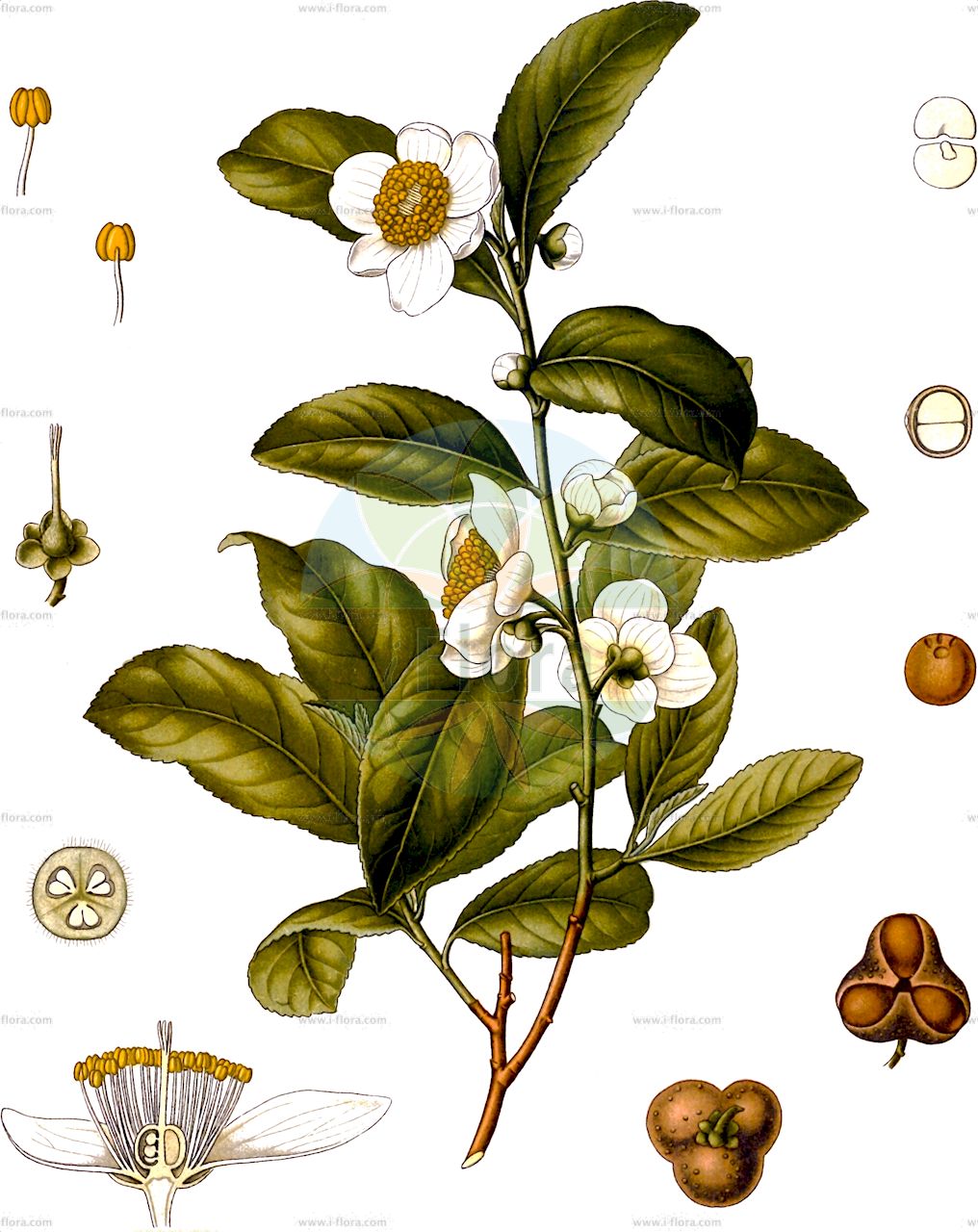 Camellia sinensis - Theaceae,Plantae,Pteridobiotina,Angiosperms,Ericales,Theaceae,Camellia,Camellia sinensis,Camellia arborescens, Camellia chinensis, Camellia thea, Thea sinensis, Thea sinensis var. macrophylla,Chinesischer Teestrauch;Grün-Tee;Schwarzer Tee
