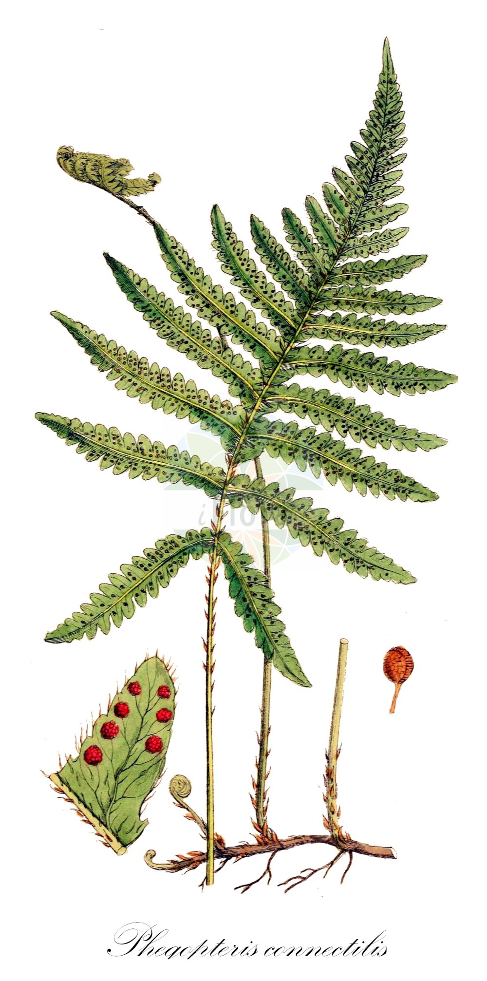 Phegopteris connectilis - Thelypteridaceae,Plantae,Pteridobiotina,Polypodiophyta,Polypodiopsida,Polypodiidae,Polypodiales,Thelypteridaceae,Phegopteridoideae,Phegopteris,Phegopteris connectilis,Aspidium phegopteris, Dryopteris phegopteris, Gymnocarpium phegopteris, Lastrea phegopteris, Lastrea phegopteris, Nephrodium phegopteris, Phegopteris connectilis var. cruciata, Phegopteris polypodioides, Phegopteris vulgaris, Polypodium connectile, Polypodium cruciatum, Polypodium latebrosum, Polypodium phegopteris, Polypodium phegopteris var. connectile, Polystichum phegopteris, Thelypteris phegopteris, Thelypteris phegopteris var. cruciata,Buchenfarn;beech fern;northern beech fern;narrow beech fern;phégoptère à segments joint;fougère du hêtre;beech polypody;long beechfern;Phégoptère commun;phégoptéris vulgaire;phégoptéris à pinnules confluentes;phégoptéris faux polypode;fougère des hêtres;thélyptéris phégoptéris;lastrée du hêtre;phégoptéris à lobes connés;phégoptéris commune;faux polypode;Felce dei faggi;felce gracile;smalle beukvaren;буковник обыкновенный;буковник связывающий;fegòpteris;bukova papratica;hultbräken;skov-dunbregne;zachyłka oszczepowata;navadna krpača;buglyospáfrány;bukovinec osladičovitý;sladičovec bučinový;фегоптерис зъднуючий;фегоптеріс з'эднуючий;букова папрат;mets-soosõnajalg;ahtalehine sõnajalg;pūkainā purvpaparde;hengeving;korpi-imarre;þríhyrnuburkni;букова папрат;plaukuotasis papartuolis;luǎn guǒ jué;卵果蕨
