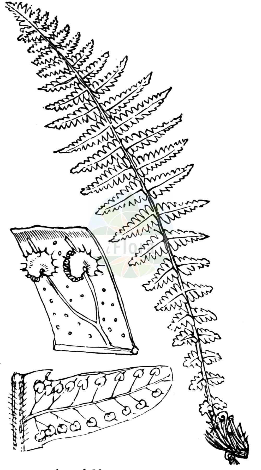 Thelypteris limbosperma - Thelypteridaceae,Plantae,Pteridobiotina,Polypodiophyta,Polypodiopsida,Polypodiidae,Polypodiales,Thelypteridaceae,Thelypteridoideae,Thelypteris,Thelypteris limbosperma,Aspidium odoriferum, Aspidium oreopteris, Dryopteris limbosperma, Dryopteris montana, Dryopteris oreopteris, Filix-mas montana, Hemestheum fragrans, Hemestheum montanum, Hemestheum oreopteris, Lastrea limbosperma, Lastrea limbosperma, Lastrea oreopteris, Nephrodium montanum, Nephrodium oreopteris, Oreopteris limbosperma, Phegopteris montana, Phegopteris oreopteris, Polypodium limbospermum, Polystichum oreopteris, Thelypteris oreopteris