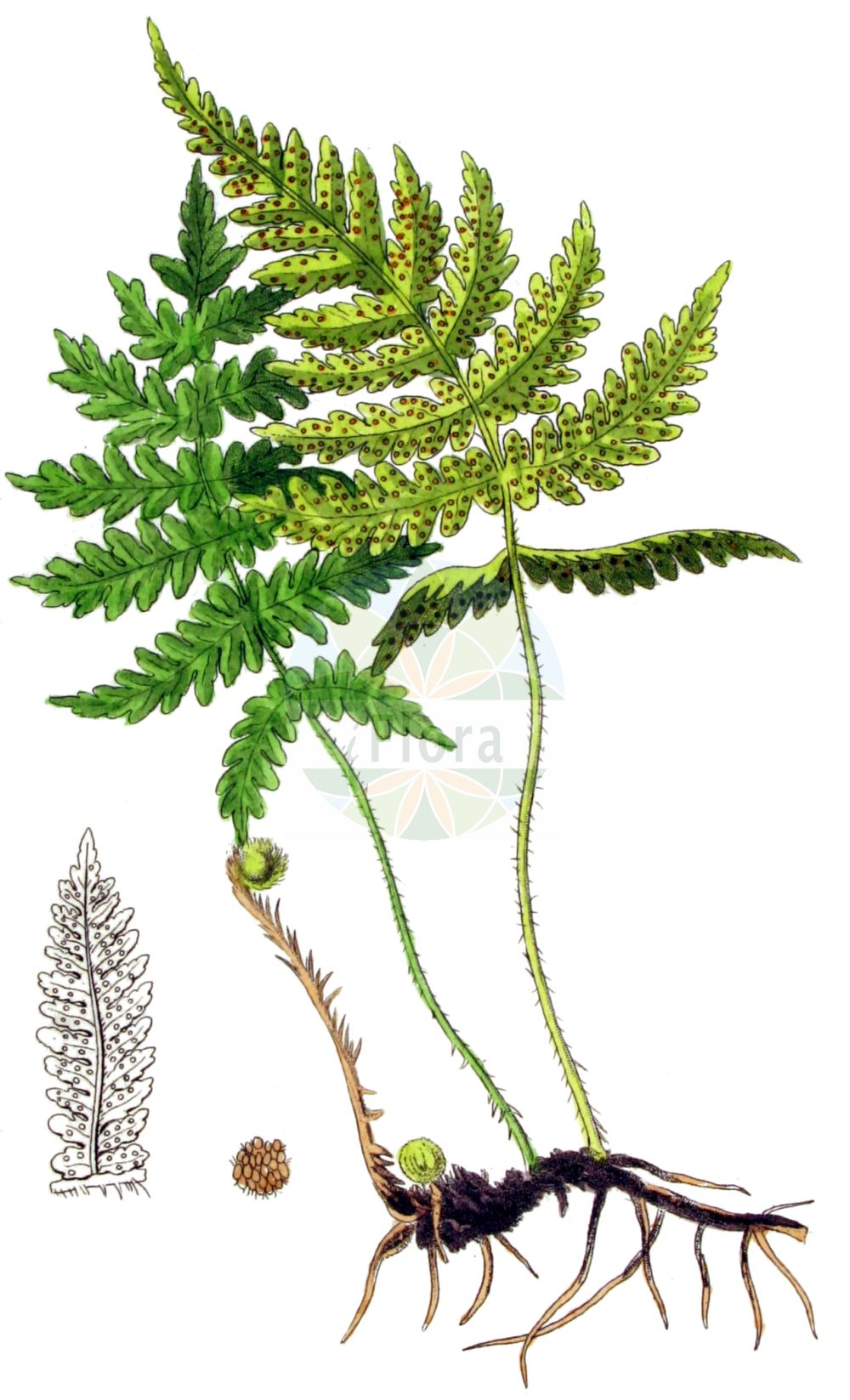 Phegopteris connectilis - Thelypteridaceae,Plantae,Pteridobiotina,Polypodiophyta,Polypodiopsida,Polypodiidae,Polypodiales,Thelypteridaceae,Phegopteridoideae,Phegopteris,Phegopteris connectilis,Aspidium phegopteris, Dryopteris phegopteris, Gymnocarpium phegopteris, Lastrea phegopteris, Lastrea phegopteris, Nephrodium phegopteris, Phegopteris connectilis var. cruciata, Phegopteris polypodioides, Phegopteris vulgaris, Polypodium connectile, Polypodium cruciatum, Polypodium latebrosum, Polypodium phegopteris, Polypodium phegopteris var. connectile, Polystichum phegopteris, Thelypteris phegopteris, Thelypteris phegopteris var. cruciata,Buchenfarn;beech fern;northern beech fern;narrow beech fern;phégoptère à segments joint;fougère du hêtre;beech polypody;long beechfern;Phégoptère commun;phégoptéris vulgaire;phégoptéris à pinnules confluentes;phégoptéris faux polypode;fougère des hêtres;thélyptéris phégoptéris;lastrée du hêtre;phégoptéris à lobes connés;phégoptéris commune;faux polypode;Felce dei faggi;felce gracile;smalle beukvaren;буковник обыкновенный;буковник связывающий;fegòpteris;bukova papratica;hultbräken;skov-dunbregne;zachyłka oszczepowata;navadna krpača;buglyospáfrány;bukovinec osladičovitý;sladičovec bučinový;фегоптерис зъднуючий;фегоптеріс з'эднуючий;букова папрат;mets-soosõnajalg;ahtalehine sõnajalg;pūkainā purvpaparde;hengeving;korpi-imarre;þríhyrnuburkni;букова папрат;plaukuotasis papartuolis;luǎn guǒ jué;卵果蕨