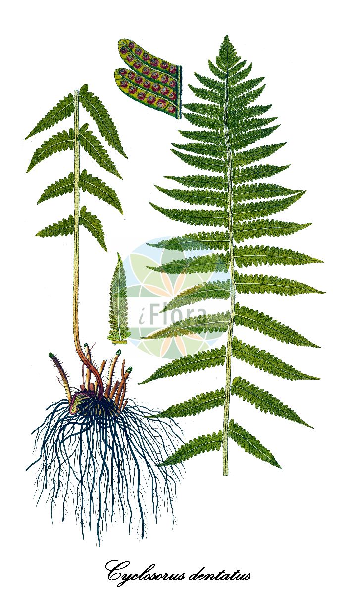 Thelypteris dentata - Thelypteridaceae,Plantae,Pteridobiotina,Polypodiophyta,Polypodiopsida,Polypodiidae,Polypodiales,Thelypteridaceae,Thelypteridoideae,Thelypteris,Thelypteris dentata,Aspidium aquapimense, Aspidium molle, Aspidium natalense, Aspidium nymphale, Aspidium violascens, Christella dentata, Christella dentata var. caespitosa, Christella dentata var. himalayensis, Christella malabariensis, Christella nymphalis, Christella taprobanica, Cyclosorus caespitosus, Cyclosorus dentatus, Cyclosorus dentatus var. violascens, Cyclosorus dicarpus, Cyclosorus jiulungshanensis, Cyclosorus mekongensis, Cyclosorus mindanaensis, Cyclosorus mollis, Cyclosorus nymphalis, Cyclosorus proximus, Cyclosorus stenopes, Cyclosorus taprobanicus, Cyclosorus wangii, Dryopteris dicarpa, Dryopteris mindanaensis, Dryopteris mollis, Dryopteris nymphalis, Dryopteris parasitica var. coriacea, Dryopteris reducta, Dryopteris submollis, Hemestheum molle, Nephrodium dentatum, Nephrodium dicarpum, Nephrodium malabariense, Nephrodium molle, Nephrodium nymphale, Nephrodium violascens, Polypodium dentatum, Polypodium nymphale, Polystichum molle, Polystichum nymphale, Thelypteris dentata var. violascens, Thelypteris dicarpa, Thelypteris malabariensis, Thelypteris mindanaensis, Thelypteris nymphalis, Thelypteris reducta, Thelypteris taprobanica,downy maiden fern;downy shield fern;tapering tri-vein fern;christella
