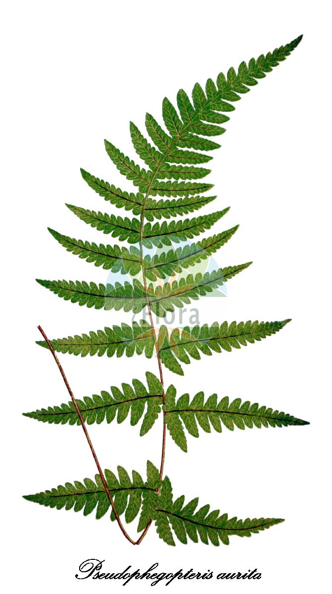 Phegopteris aurita - Thelypteridaceae,Plantae,Pteridobiotina,Polypodiophyta,Polypodiopsida,Polypodiidae,Polypodiales,Thelypteridaceae,Phegopteridoideae,Phegopteris,Phegopteris aurita,Aspidium auritum, Dryopteris aurita, Grammitis aurita, Gymnogramma aurita, Lastrea aurita, Leptogramma aurita, Macrothelypteris aurita, Nephrodium auritum, Polypodium auritum, Pseudophegopteris aurita, Thelypteris aurita