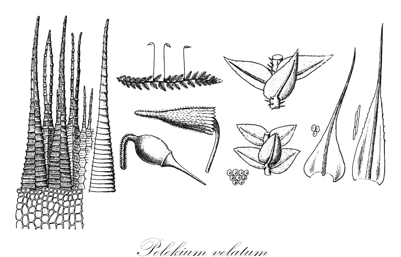 Pelekium velatum - Thuidiaceae,Plantae,Bryobiotina,Bryophyta,Bryopsida,Bryidae,Hypnanae,Hypnales,Thuidiaceae,Pelekium,Pelekium velatum,Lorentzia calcicola, Lorentzia longirostris, Lorentzia velata, Pelekium calcicola, Pelekium fissicalyx, Pelekium lonchopodum, Pelekium longirostre, Pelekium velatum f. fissicalyx, Thuidium fissicalyx, Thuidium lonchopodum, Thuidium velatum