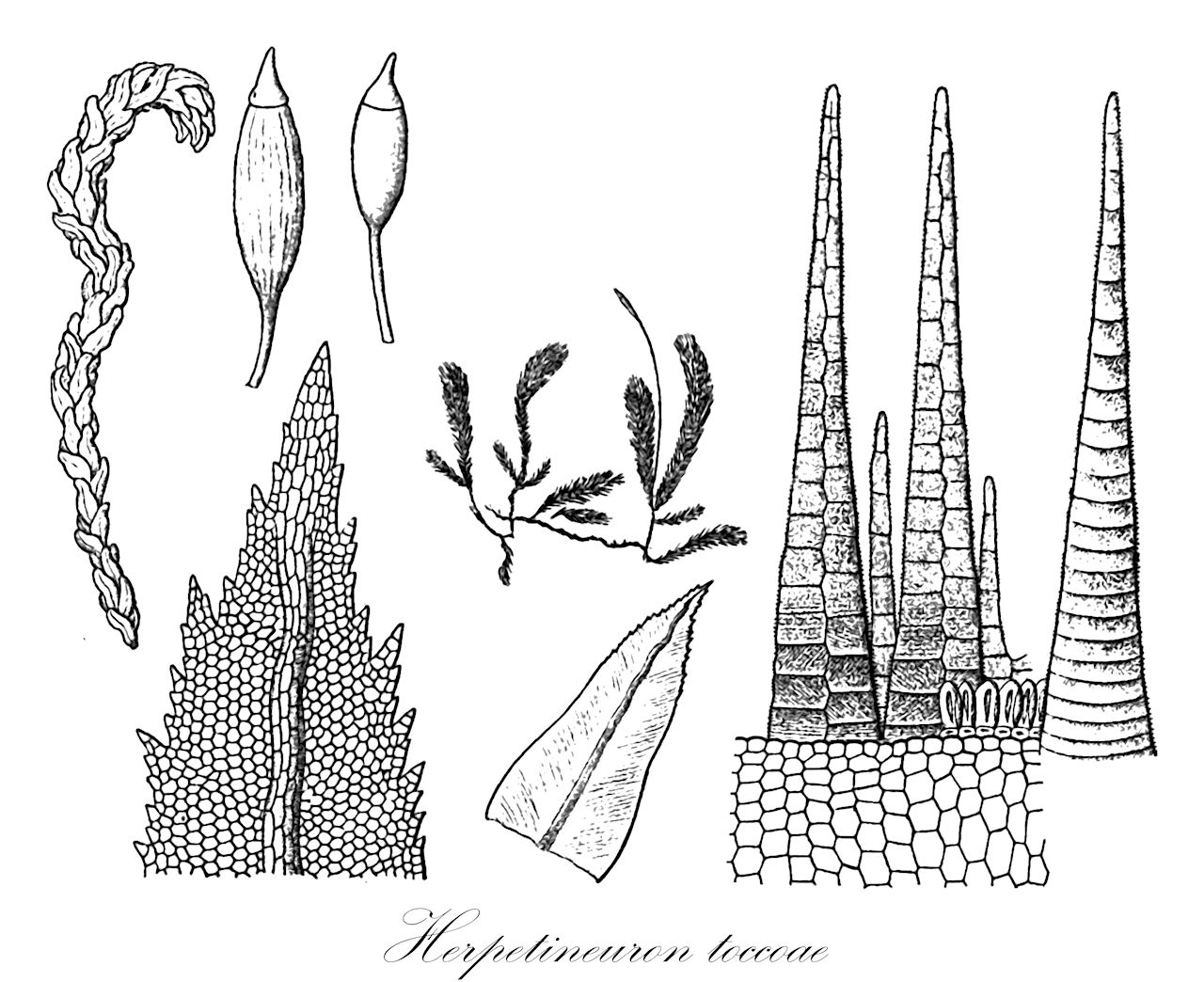 Herpetineuron toccoae - Thuidiaceae,Plantae,Bryobiotina,Bryophyta,Bryopsida,Bryidae,Hypnanae,Hypnales,Thuidiaceae,Herpetineuron,Herpetineuron toccoae,Anomodon devolutus, Anomodon flagellifer, Anomodon janeirensis, Anomodon rubiginosulus, Anomodon sciuroides, Anomodon toccoae, Anomodon wichurae, Herpetineuron attenuatum, Herpetineuron attenuatum var. flagelliferum, Herpetineuron formosicum, Herpetineuron toccoae f. flagelliferum, Herpetineuron toccoae f. robustum, Herpetineuron toccoae var. excurrentinerve, Herpetineuron toccoae var. robustum, Herpetineuron wichurae, Leskeella japonica, Macromitrium sibiricum, Neckera sciuroides, Papillaria sciuroides, Thamnium toccoae
