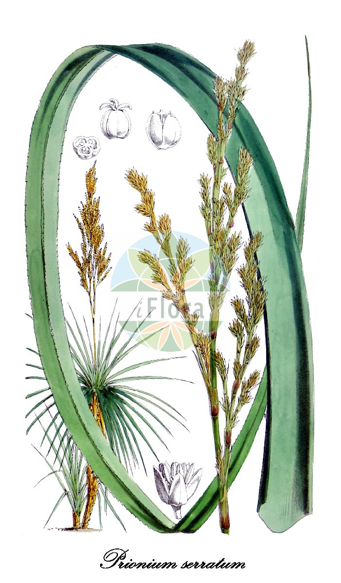 Prionium serratum - Thurniaceae,Plantae,Pteridobiotina,Angiosperms,Poales,Thurniaceae,Prionium,Prionium serratum,Acorus palmita, Juncus serratus, Prionium palmita, Prionoschoenus serratus