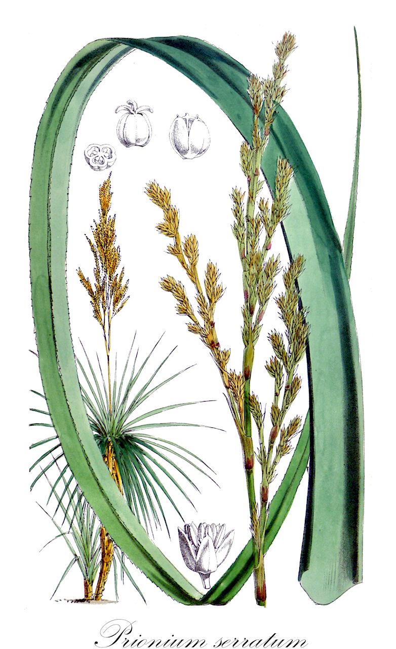 Prionium serratum - Thurniaceae,Plantae,Pteridobiotina,Angiosperms,Poales,Thurniaceae,Prionium,Prionium serratum,Acorus palmita, Juncus serratus, Prionium palmita, Prionoschoenus serratus