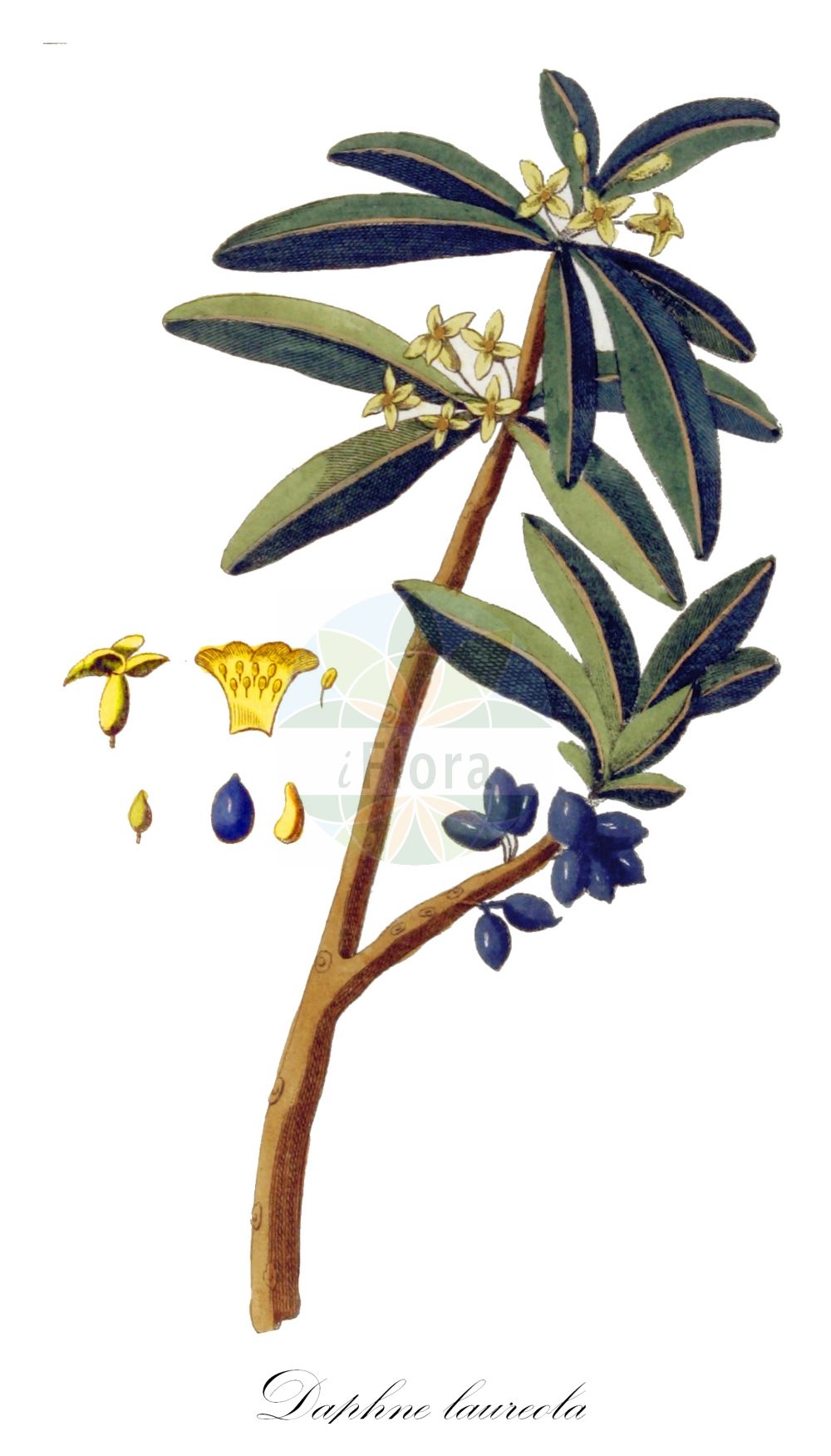Daphne laureola - Thymelaeaceae,Plantae,Pteridobiotina,Angiosperms,Malvales,Thymelaeaceae,Daphne,Daphne laureola,Thymelaea laureola,Lorbeer-Seidelbast;spurge-laurel;february daphne;wood laurel;Daphné lauréole;Laurier des bois;auréole;daphné de Philippe;épurge;lauréole;laurier épurge;laurier purgatif;adelfilla;barrabón;buxeta;estefa;laureola;salabionda;salamunda;saldeja;saradona;solimán;torvisco macho;Dafne laurella;Laureola;dafne laureola;pepe montano;vanlig örnbräken;zwart peperboompje;trovisco;волчеягодник лавровый;волчник лавровый;çıtlak;xerxele;lloreret;vazdazeleni likovac;lagertibast;laurbær-dafne;lovorolistni volčin;babérboroszlán;dafin mic;лаврово бясно дърво;laurbærtysbast;laakerinäsiä;велики јеремичак;ereinozkia;garratzo-belarra;zaradona