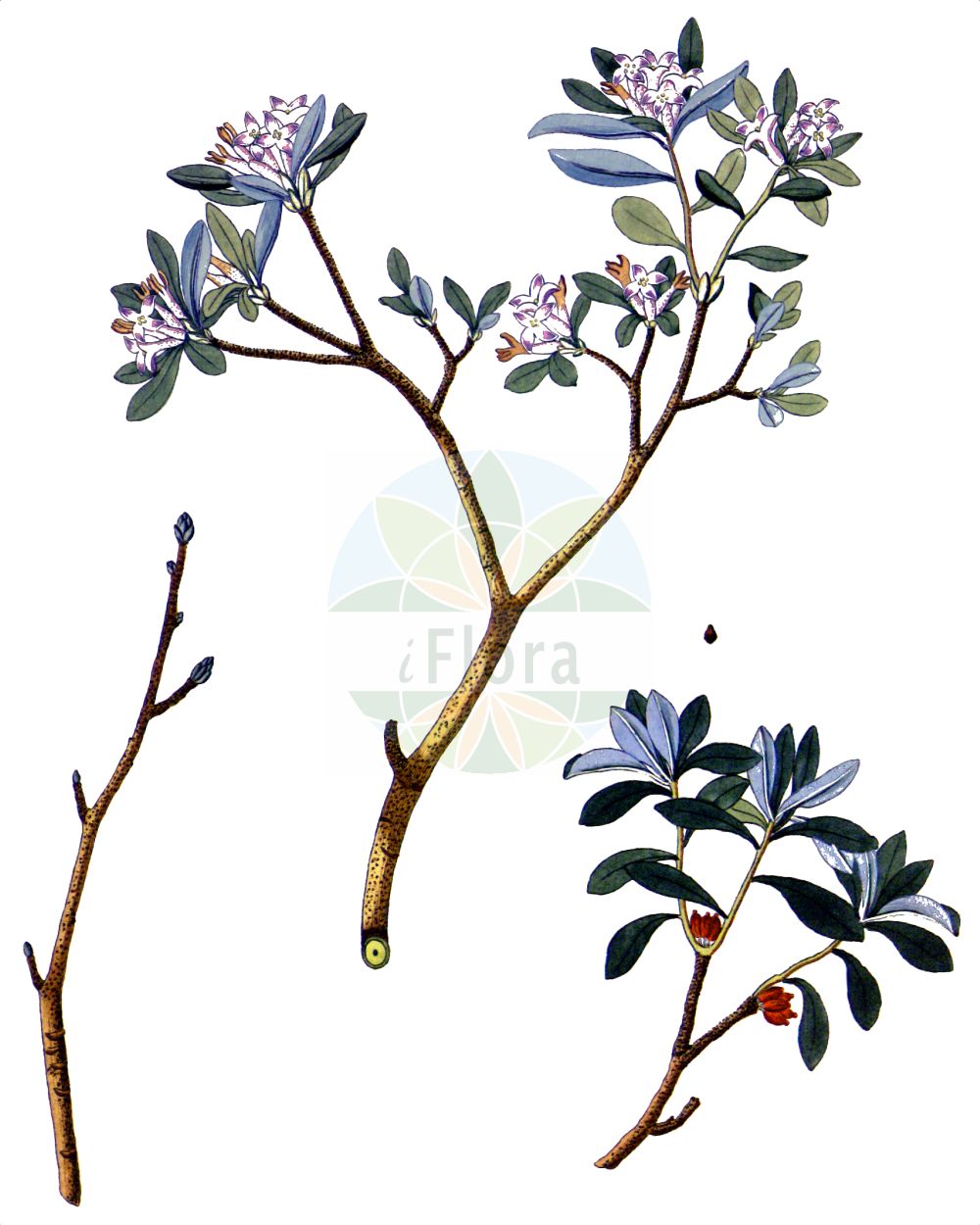 Daphne alpina - Thymelaeaceae,Plantae,Pteridobiotina,Angiosperms,Malvales,Thymelaeaceae,Daphne,Daphne alpina,Thymelaea alpina,Alpen-Seidelbast;Weißer Seidelbast;Berg-Seidelbast;Daphné des Alpes;daphné alpine;Dafne alpina;laureola alpina;olivella;волчеягодник альпийский;dafne alpí;planinski likovac;alpski volčin;личица