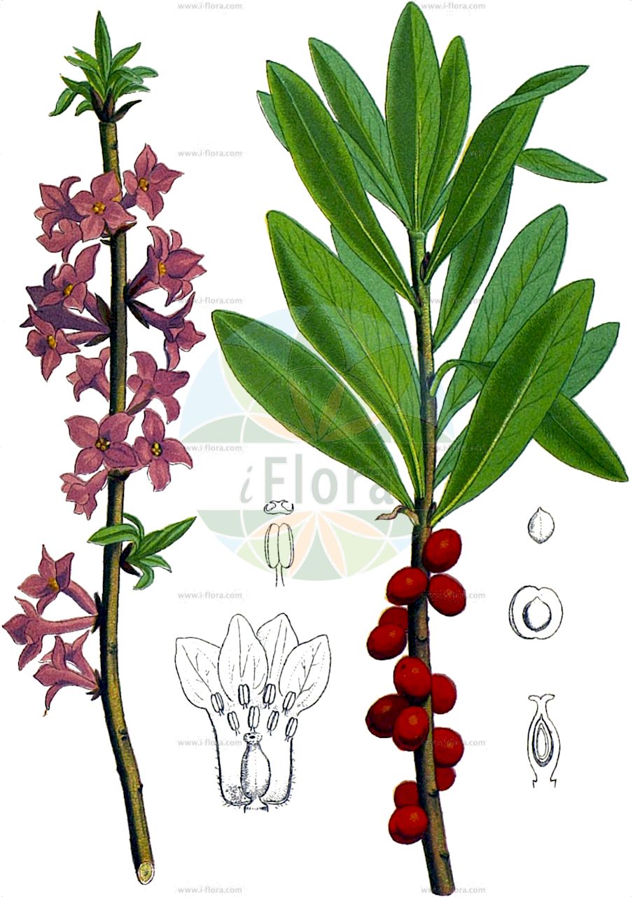 Daphne mezereum - Thymelaeaceae,Plantae,Pteridobiotina,Angiosperms,Malvales,Thymelaeaceae,Daphne,Daphne mezereum,Daphne mezereum var. albaplena, Daphne mezereum var. album, Daphne mezereum var. rubrum, Thymelaea mezereum,Gewöhnlicher Seidelbast;Kellerhals;Deutscher Pfeffer;Bergpfeffer;Warzenbast;Purgierstrauch;Zeiland;Echter Seidelbast;Gemeiner Kellerhals;mezereon;paradise-plant;february daphne;paradise plant;Bois gentil;daphné bois-joli;mézéréon;bois d'oreilles;bois-gentil;bois-joli;cancerille;daphné mézéréon;daphné morillon;faux garou;garoutte;joli bois;lauréole femelle;lauréole gentille;lauréole jolie;merlion;morillon;torvisco;loriguillo;laureola hembra;leño gentil;matacabras;mecereon;Dafne mezereo;mezzereo;camelea;laureola femmina;fior di stecco;peperboompje;rood peperboompje;волчеягодник обыкновенный;волчник обыкновенный;волчьи ягоды;kirkat;xerxele;tintorell;obični likovac;tibast;källarhals;källerhals;pebertræ;wawrzynek wilczełyko;navadni volčin;farkasboroszlán;lýkovec jedovatý;liliac de pădure;lykovec jedovatý;вълче лико;див люляк;harilik näsiniin;parastā zalktene;tysbast;näsiä;ајдучка опута;paprastasis žalčialunkis;λυκονουρά;ματζέρεον;μεζέρεον;χαμοληά;ario;ereinozki;ereinuntztxo;tartiku belarra