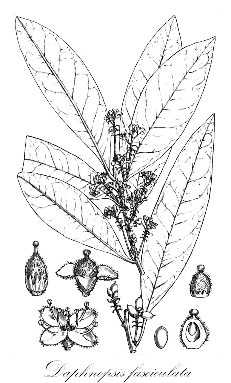 Daphnopsis fasciculata - Thymelaeaceae,Plantae,Pteridobiotina,Angiosperms,Malvales,Thymelaeaceae,Daphnopsis,Daphnopsis fasciculata,Bosca stupacea, Daphnopsis beta, Daphnopsis longifolia, Funifera fasciculata