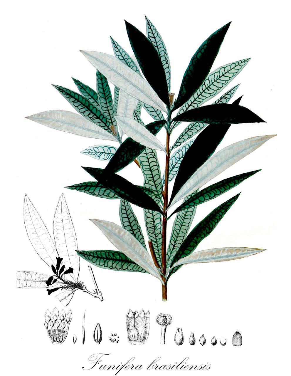 Funifera brasiliensis - Thymelaeaceae,Plantae,Pteridobiotina,Angiosperms,Malvales,Thymelaeaceae,Funifera,Funifera brasiliensis,Daphne brasiliensis, Daphne thereminii, Funifera utilis, Lagetta funifera