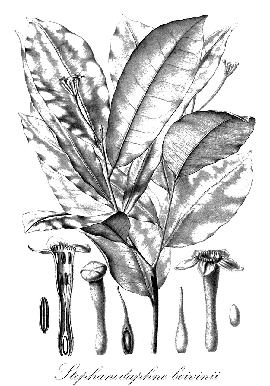 Stephanodaphne boivinii - Thymelaeaceae,Plantae,Pteridobiotina,Angiosperms,Malvales,Thymelaeaceae,Stephanodaphne,Stephanodaphne boivinii
