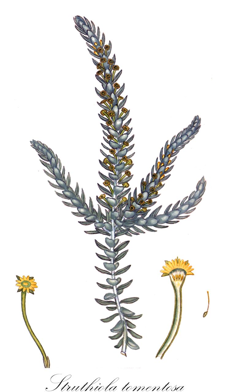 Struthiola tomentosa - Thymelaeaceae,Plantae,Pteridobiotina,Angiosperms,Malvales,Thymelaeaceae,Struthiola,Struthiola tomentosa,Belvala chrysantha, Belvala tomentosa, Struthiola chrysantha, Struthiola chrysantha, Struthiola chrysantha var. dregei, Struthiola villosa
