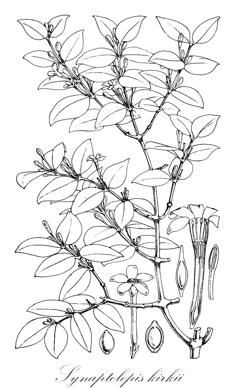 Synaptolepis kirkii - Thymelaeaceae,Plantae,Pteridobiotina,Angiosperms,Malvales,Thymelaeaceae,Synaptolepis,Synaptolepis kirkii,Synaptolepis macrocarpa, Synaptolepis pachyphylla