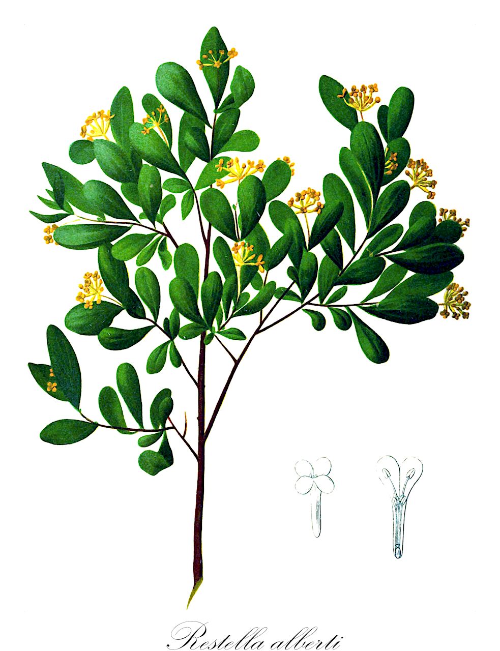 Restella alberti - Thymelaeaceae,Plantae,Pteridobiotina,Angiosperms,Malvales,Thymelaeaceae,Restella,Restella alberti,Stellera alberti, Wikstroemia alberti