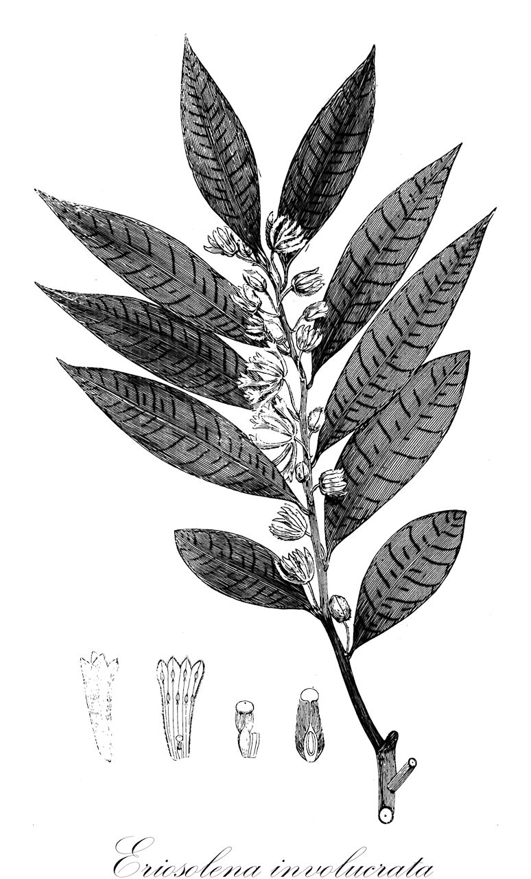 Eriosolena involucrata - Thymelaeaceae,Plantae,Pteridobiotina,Angiosperms,Malvales,Thymelaeaceae,Eriosolena,Eriosolena involucrata,Daphne involucrata, Daphne longifolia, Daphne wallichii, Eriosolena longifolia, Eriosolena wallichii, Scopolia involucrata