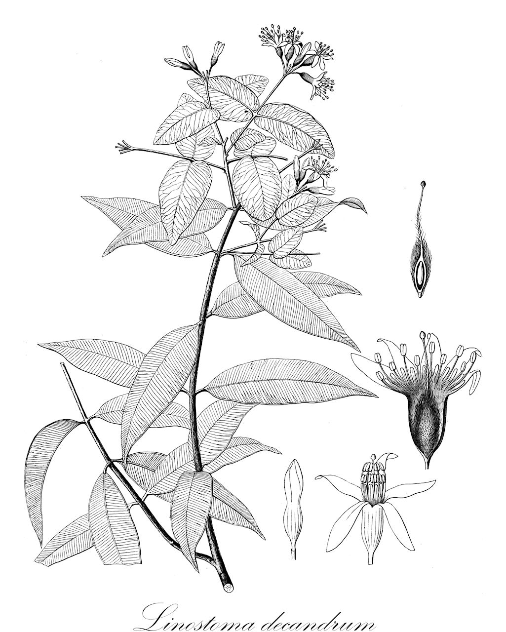 Linostoma decandrum - Thymelaeaceae,Plantae,Pteridobiotina,Angiosperms,Malvales,Thymelaeaceae,Linostoma,Linostoma decandrum,Nectandra decandra