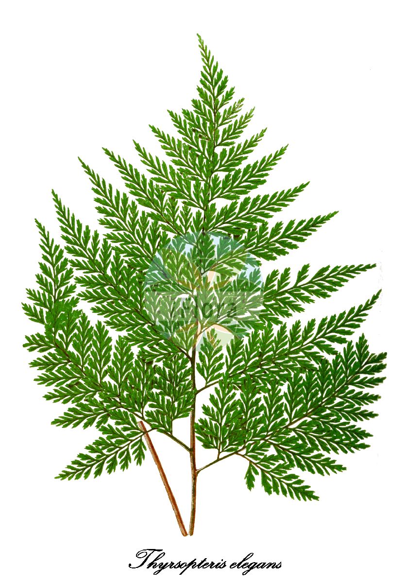 Thyrsopteris elegans - Thyrsopteridaceae,Plantae,Pteridobiotina,Polypodiophyta,Polypodiopsida,Polypodiidae,Cyatheales,Thyrsopteridaceae,Thyrsopteris,Thyrsopteris elegans,Dicksonia elegans, Panicularia berteri