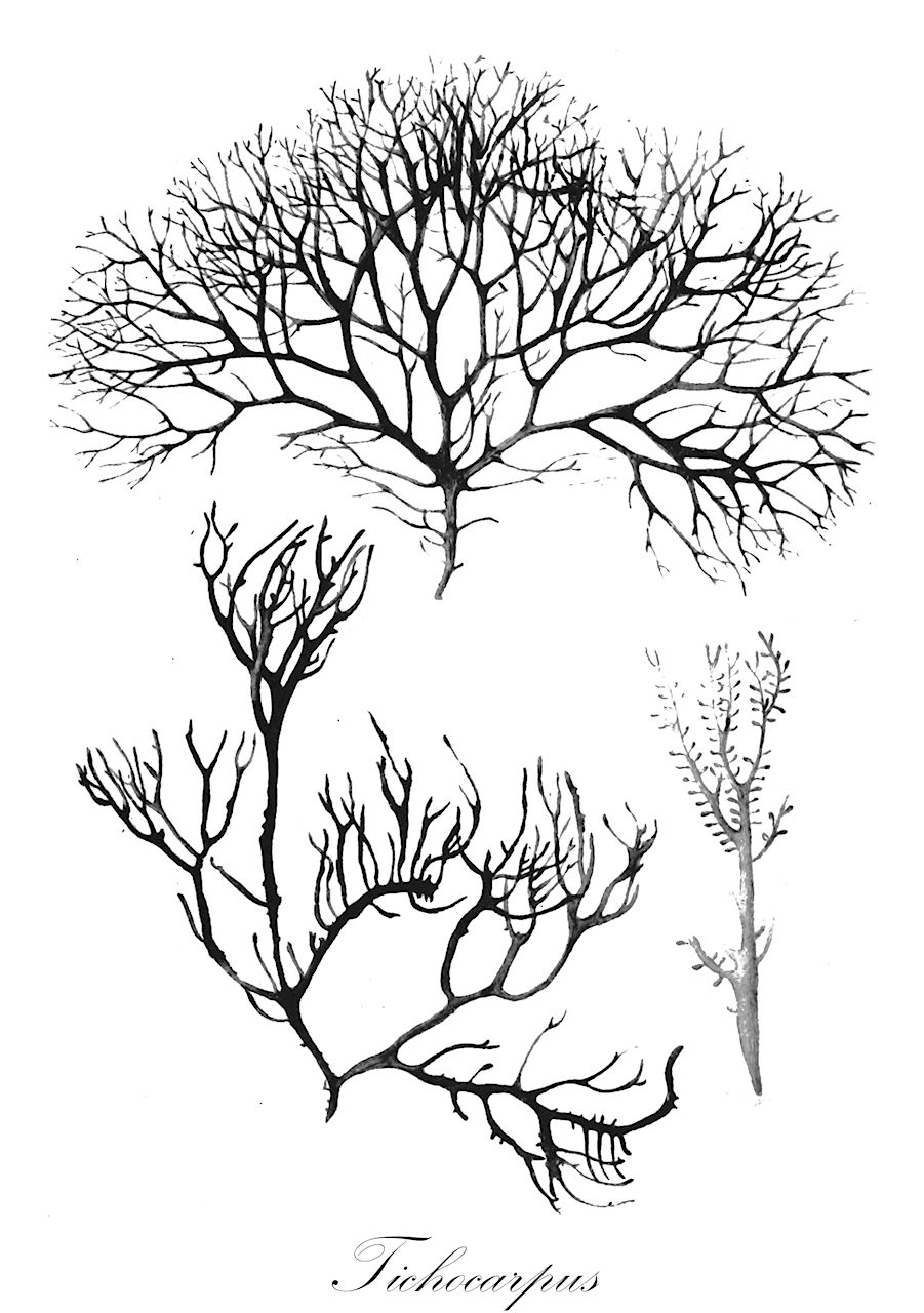 Tichocarpus - Rhodophyta,Biota,Plantae,Rhodophyta,Eurhodophytina,Florideophyceae,Gigartinales,Tichocarpaceae,Tichocarpus