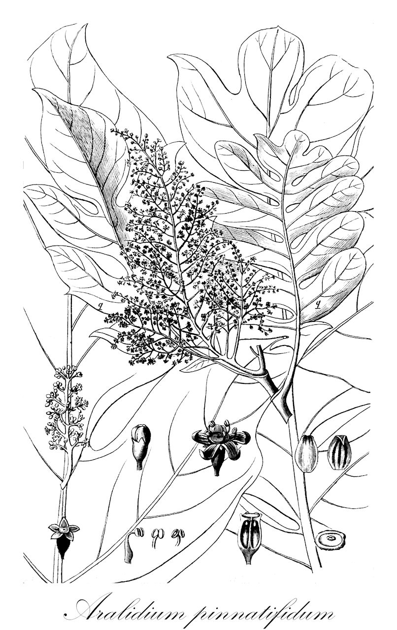 Aralidium pinnatifidum - Torricelliaceae,Plantae,Pteridobiotina,Angiosperms,Apiales,Torricelliaceae,Aralidium,Aralidium pinnatifidum,Aralia pinnatifida, Aralidium dentatum, Aralidium integrifolium