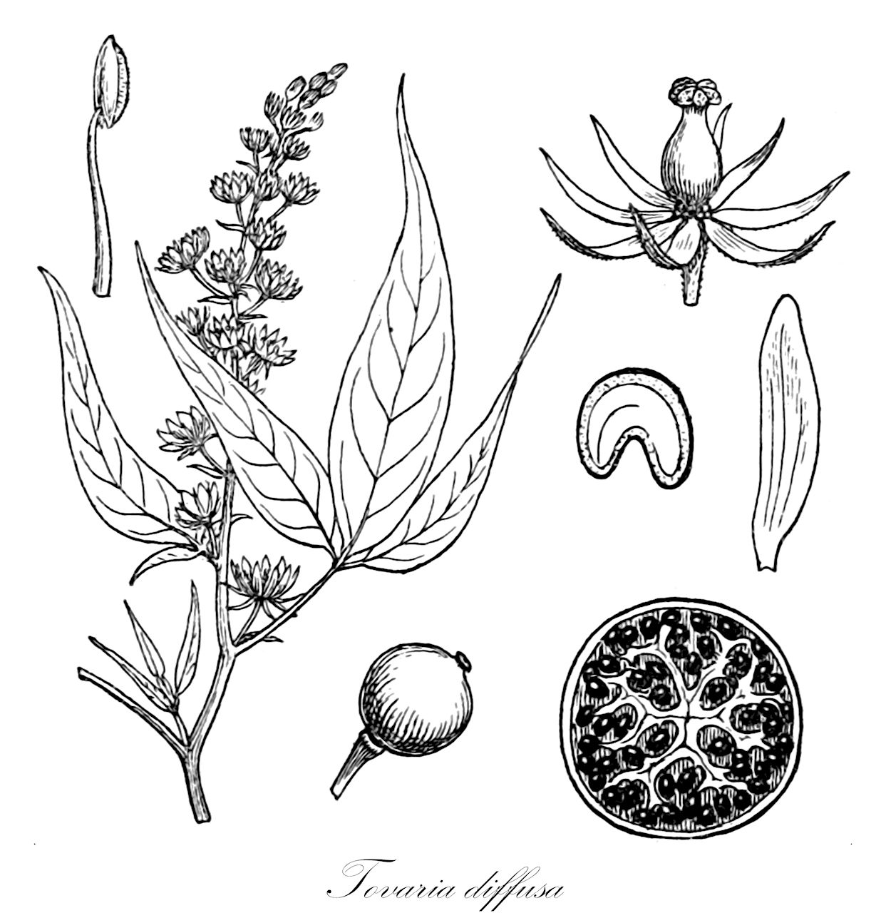 Tovaria diffusa - Tovariaceae,Plantae,Pteridobiotina,Angiosperms,Brassicales,Tovariaceae,Tovaria,Tovaria diffusa,Bancroftia diffusa