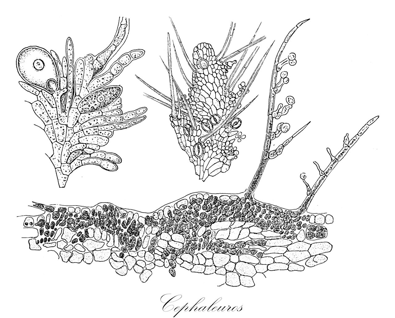 Cephaleuros - Chlorophyta,Biota,Plantae,Chlorophyta,Chlorophytina,Ulvophyceae,Trentepohliales,Trentepohliaceae,Cephaleuros,Busseella, Busseëlla, Chrooderma