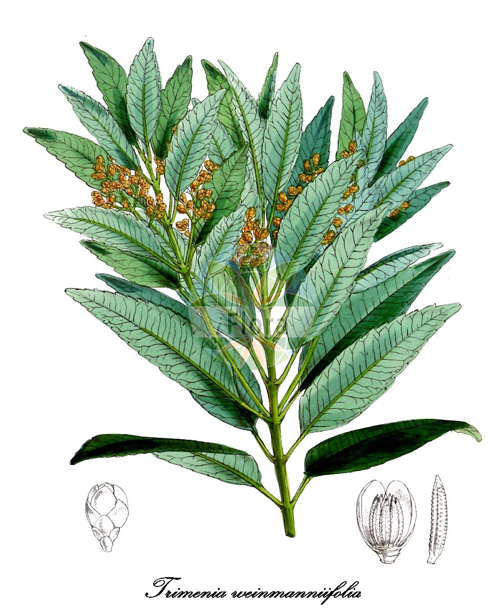 Trimenia weinmanniifolia - Trimeniaceae,Plantae,Pteridobiotina,Angiosperms,Austrobaileyales,Trimeniaceae,Trimenia,Trimenia weinmanniifolia