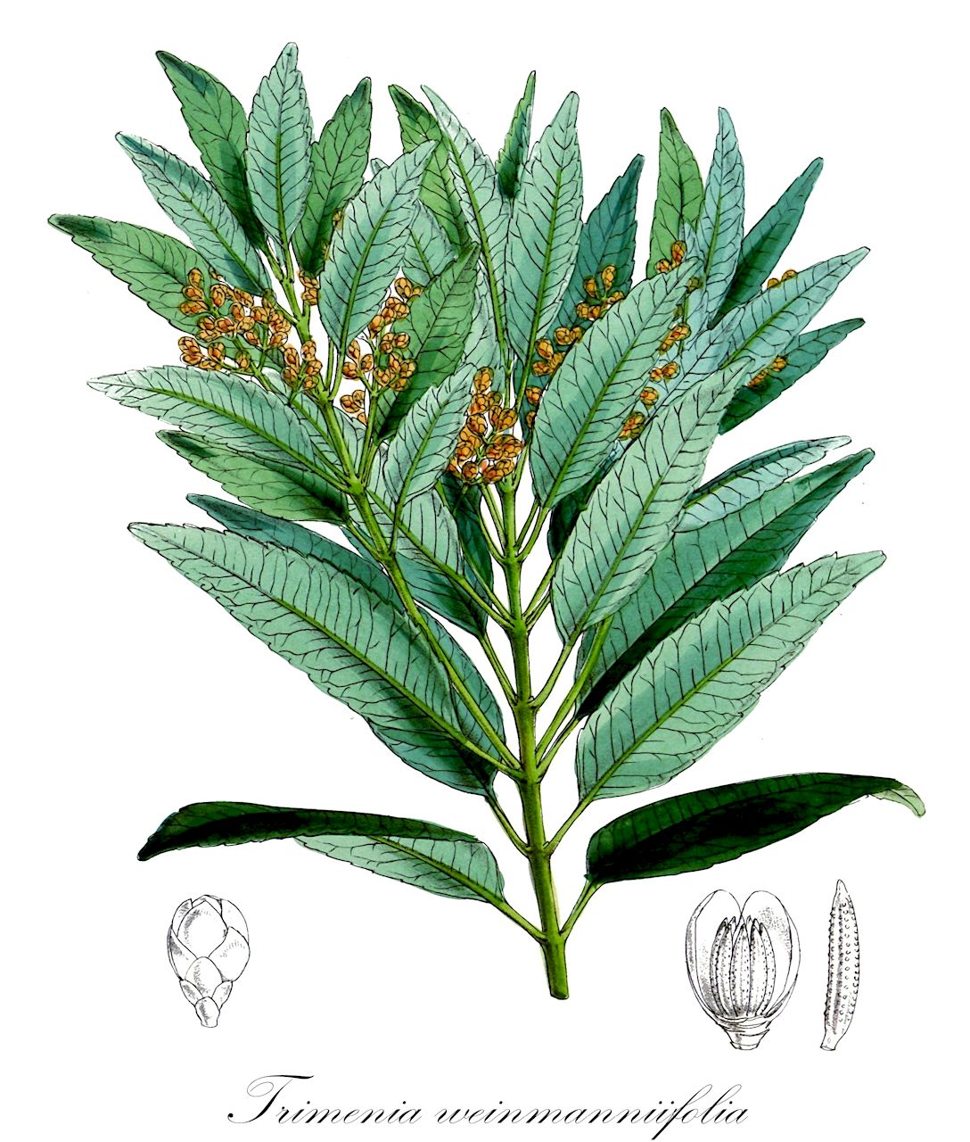 Trimenia weinmanniifolia - Trimeniaceae,Plantae,Pteridobiotina,Angiosperms,Austrobaileyales,Trimeniaceae,Trimenia,Trimenia weinmanniifolia